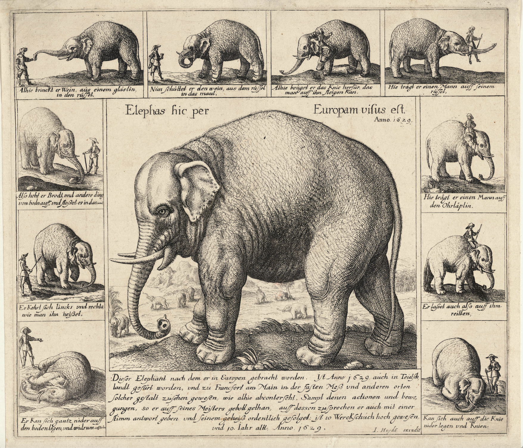 Don Diego performing tricks in Germany in 1629: Wenceslas Hollar The Tame Elephant WikiCommons — https://commons.wikimedia.org/wiki/File:Wenceslas_Hollar_-_The_tame_elephant.jpg
