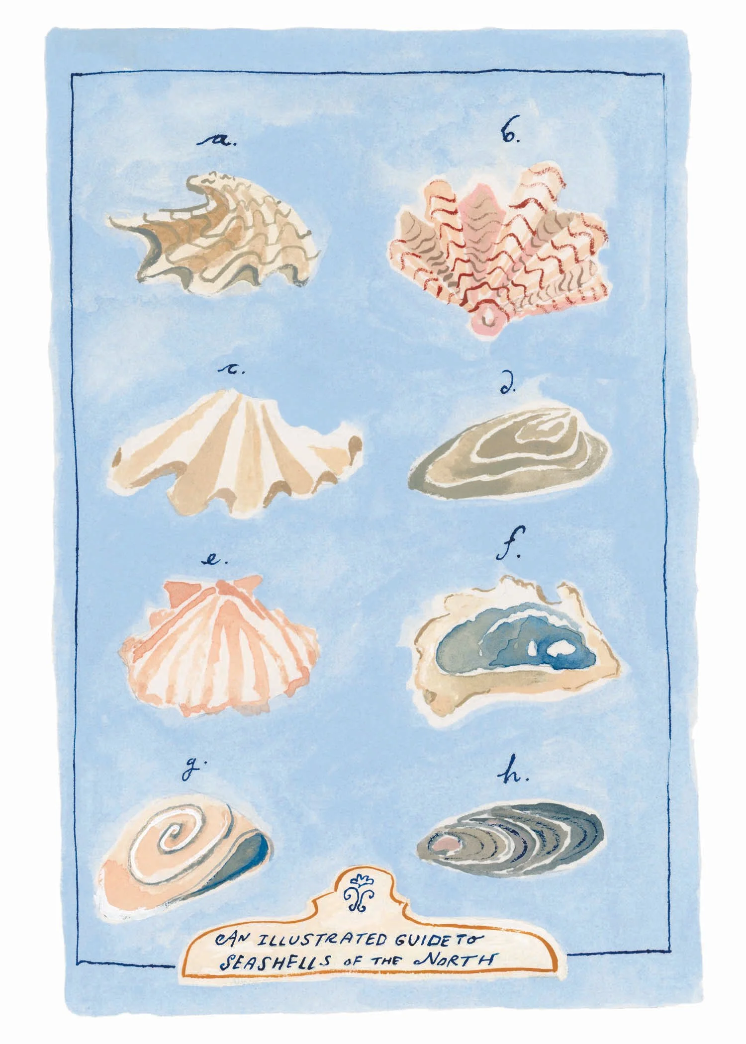 Seashells Website.jpg