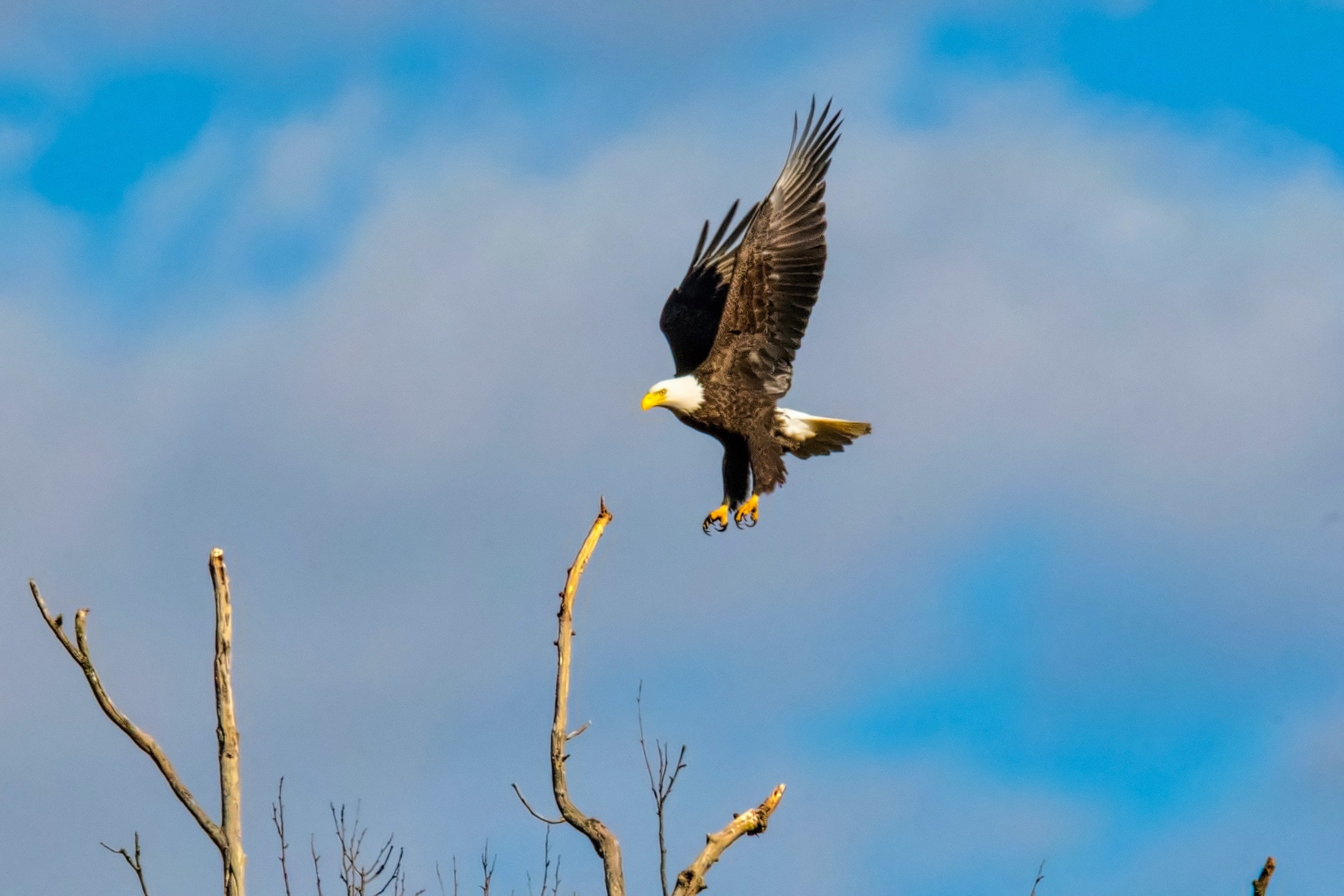  Bald Eagle 
