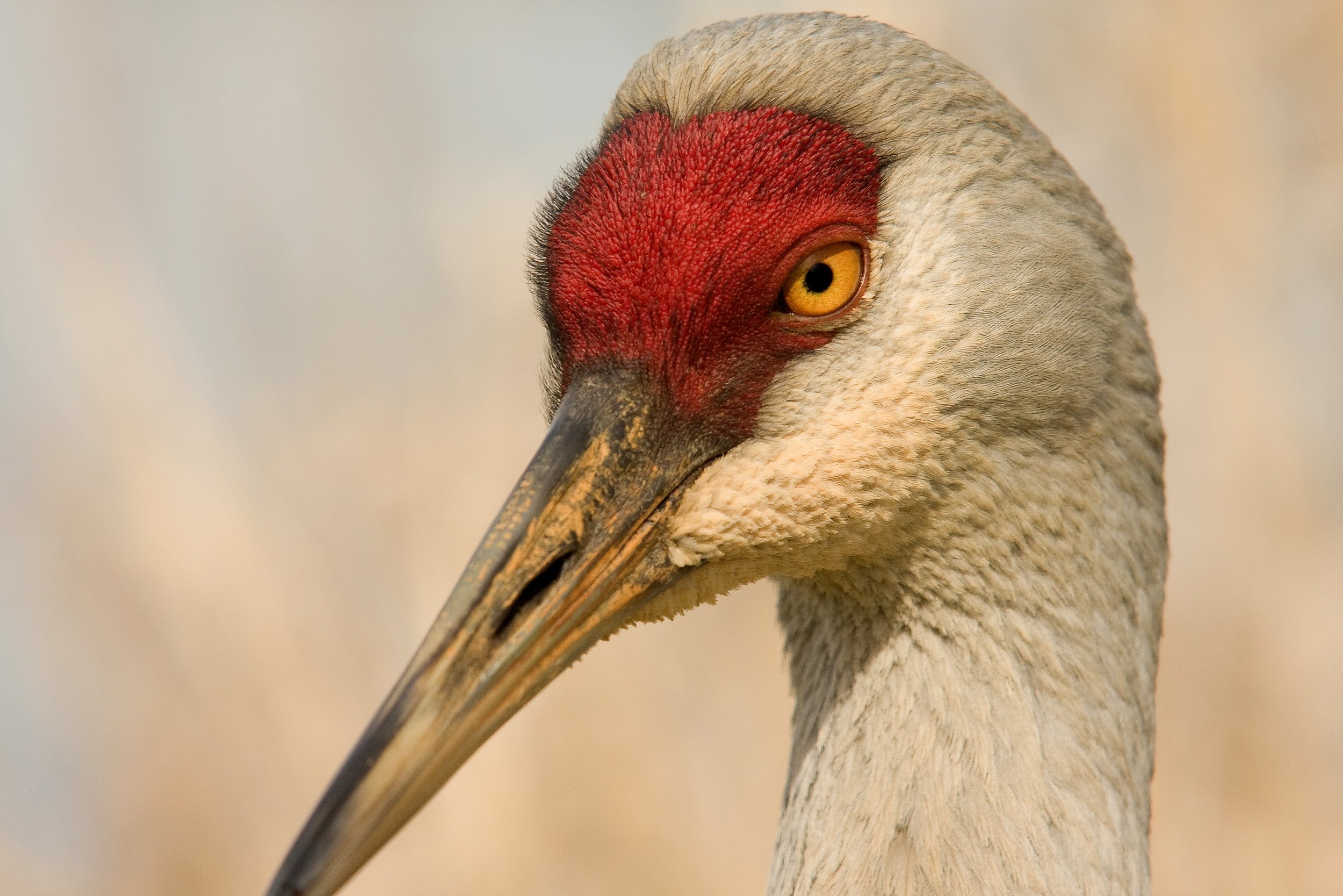 Sandhill_crane.jpg