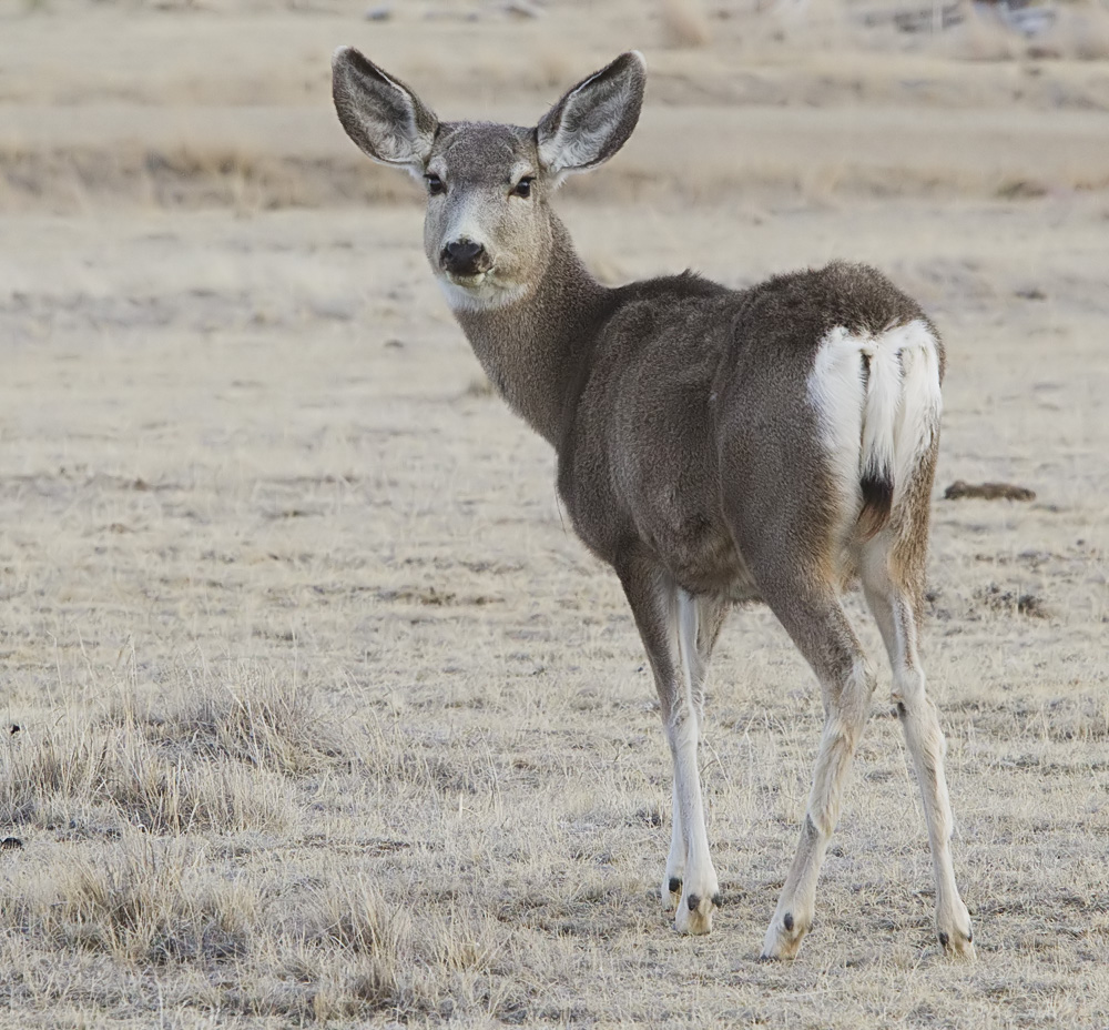 2012-mule-deer-female.jpg