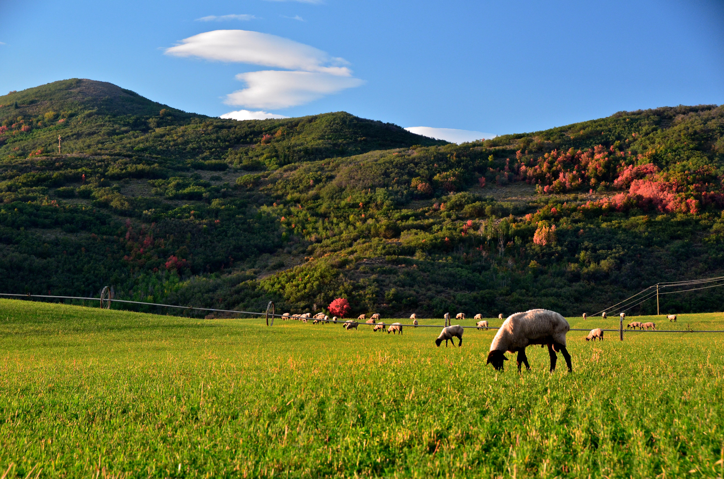 osguthorpe sheep-charlie lansche for powerpoint.jpg