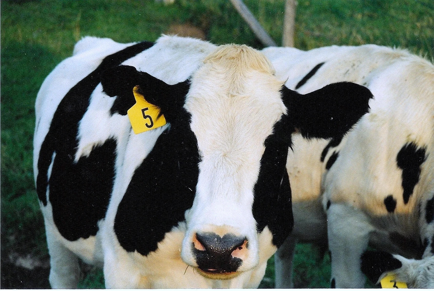 Cows.jpg