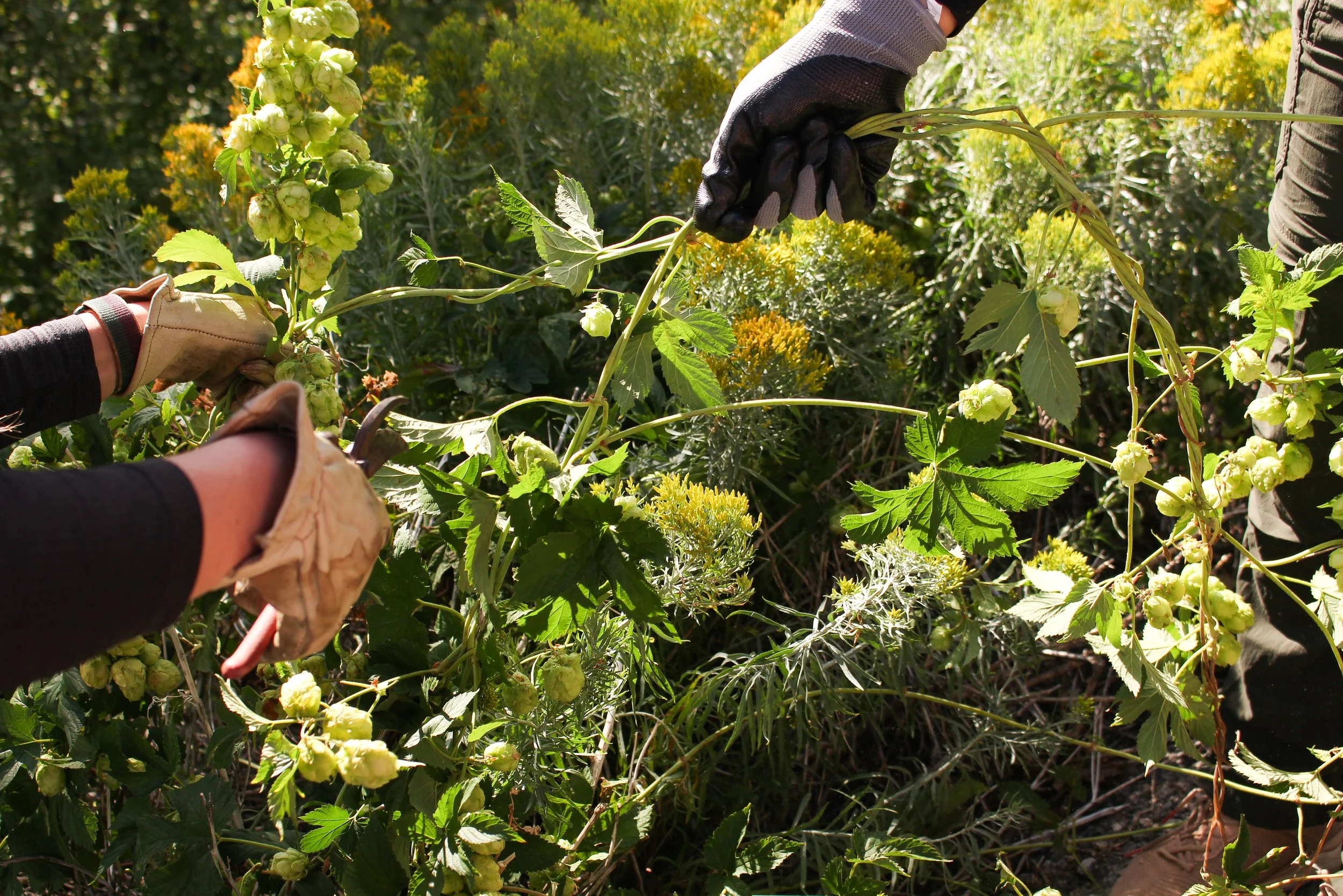 Hops Harvest 