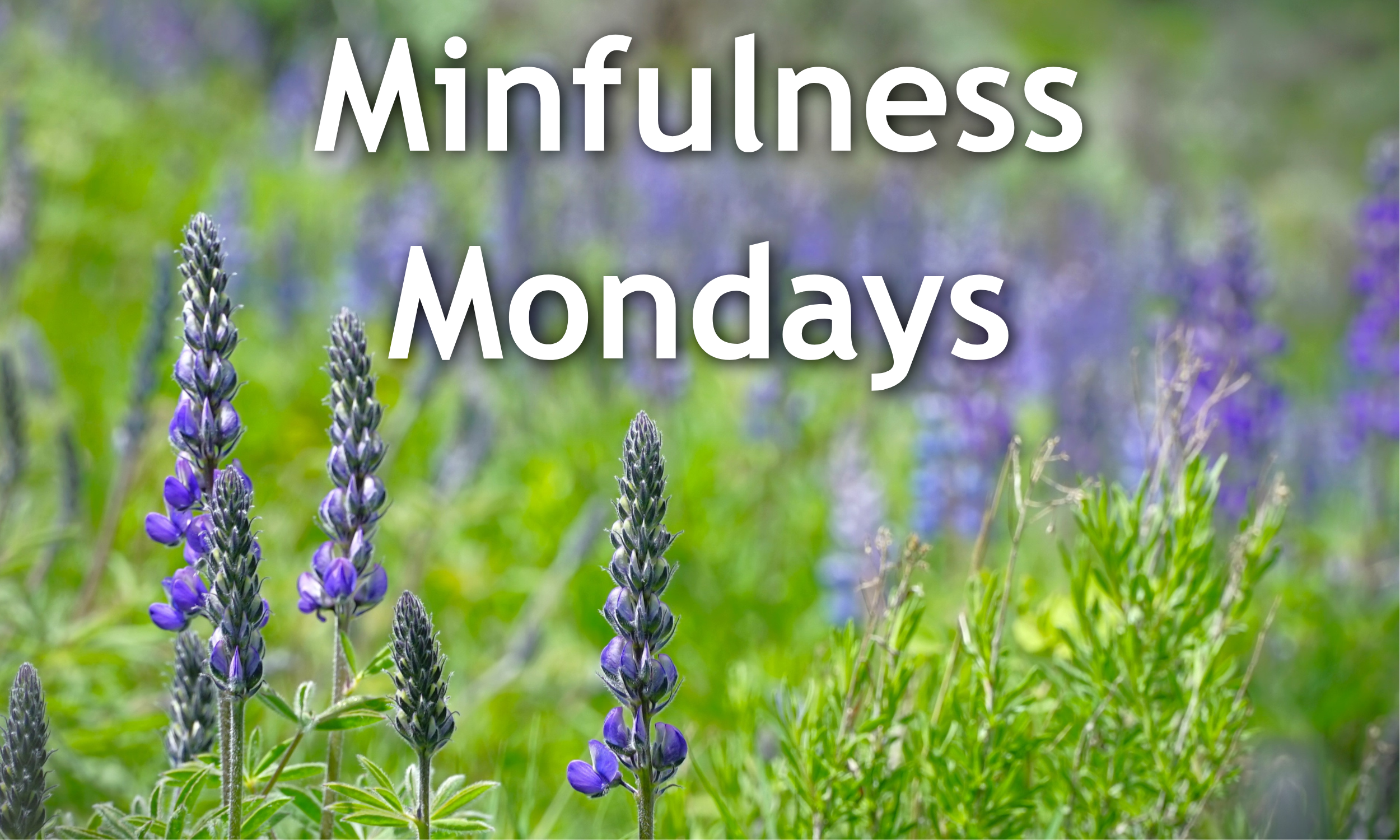 Mindfulness Mondays