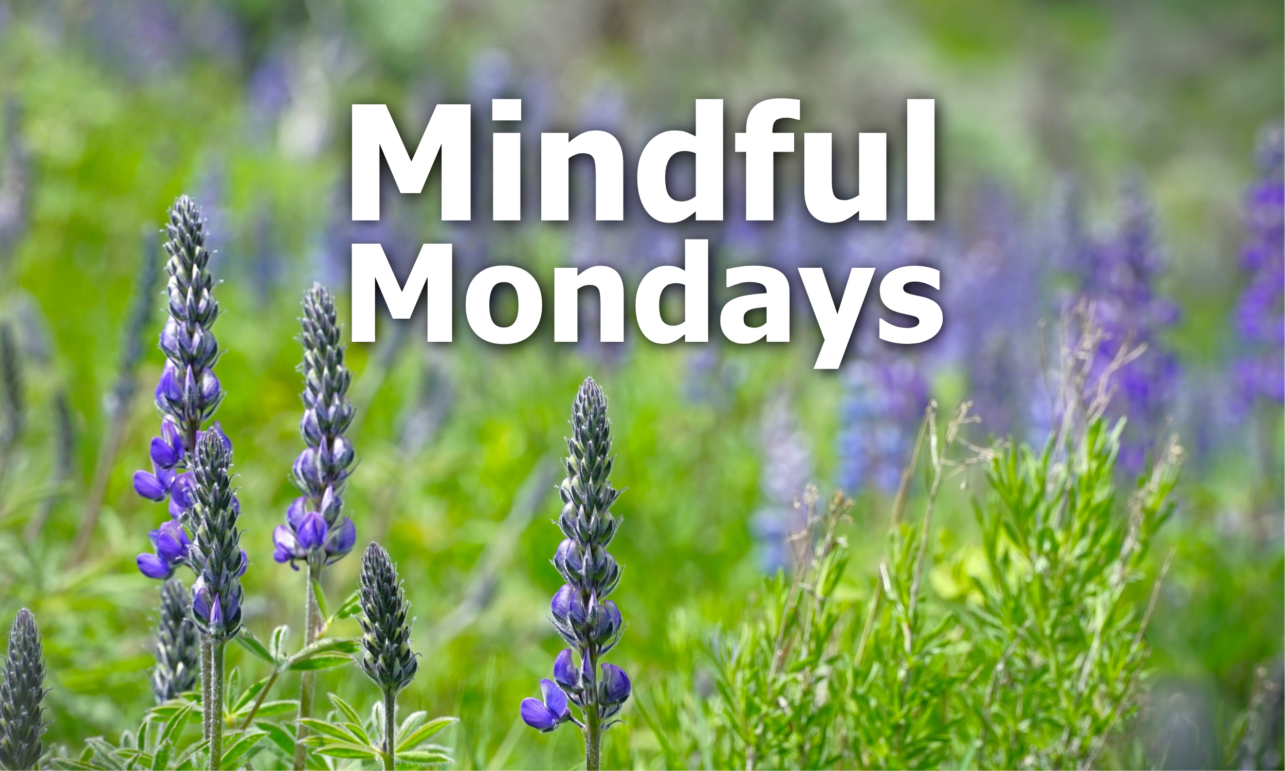 Mindful Mondays