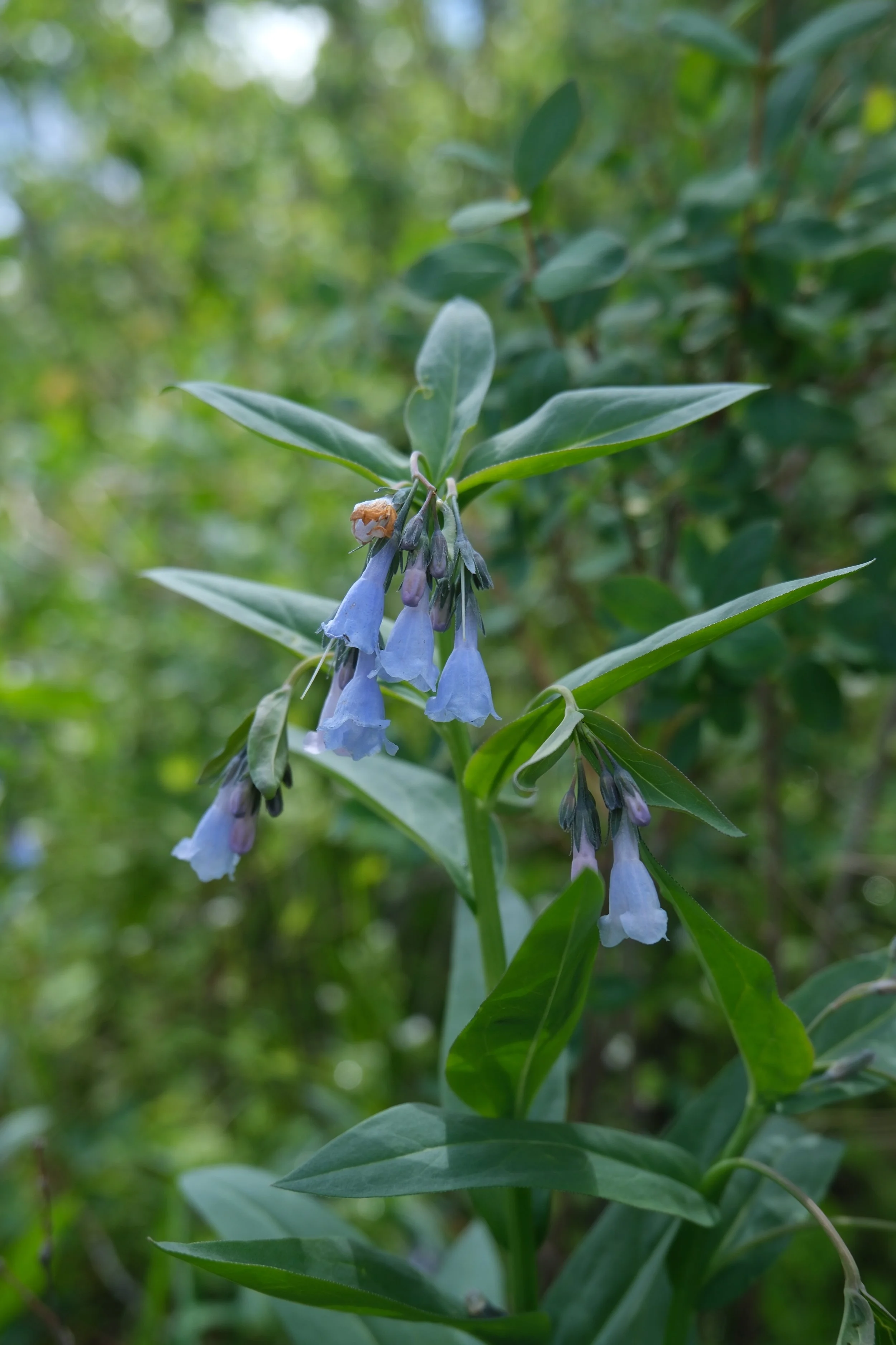 DSCF5479.JPG