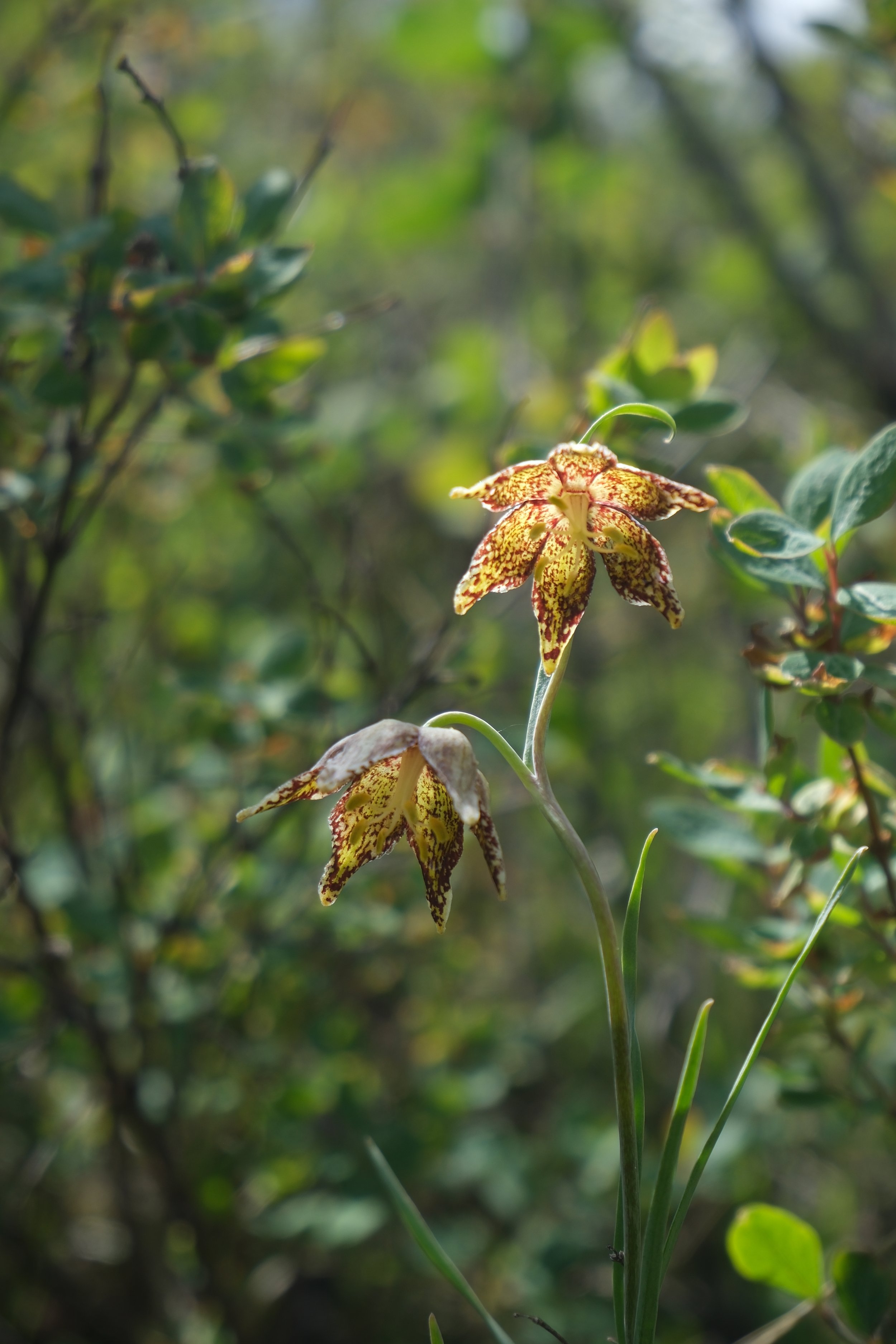 DSCF5496.JPG
