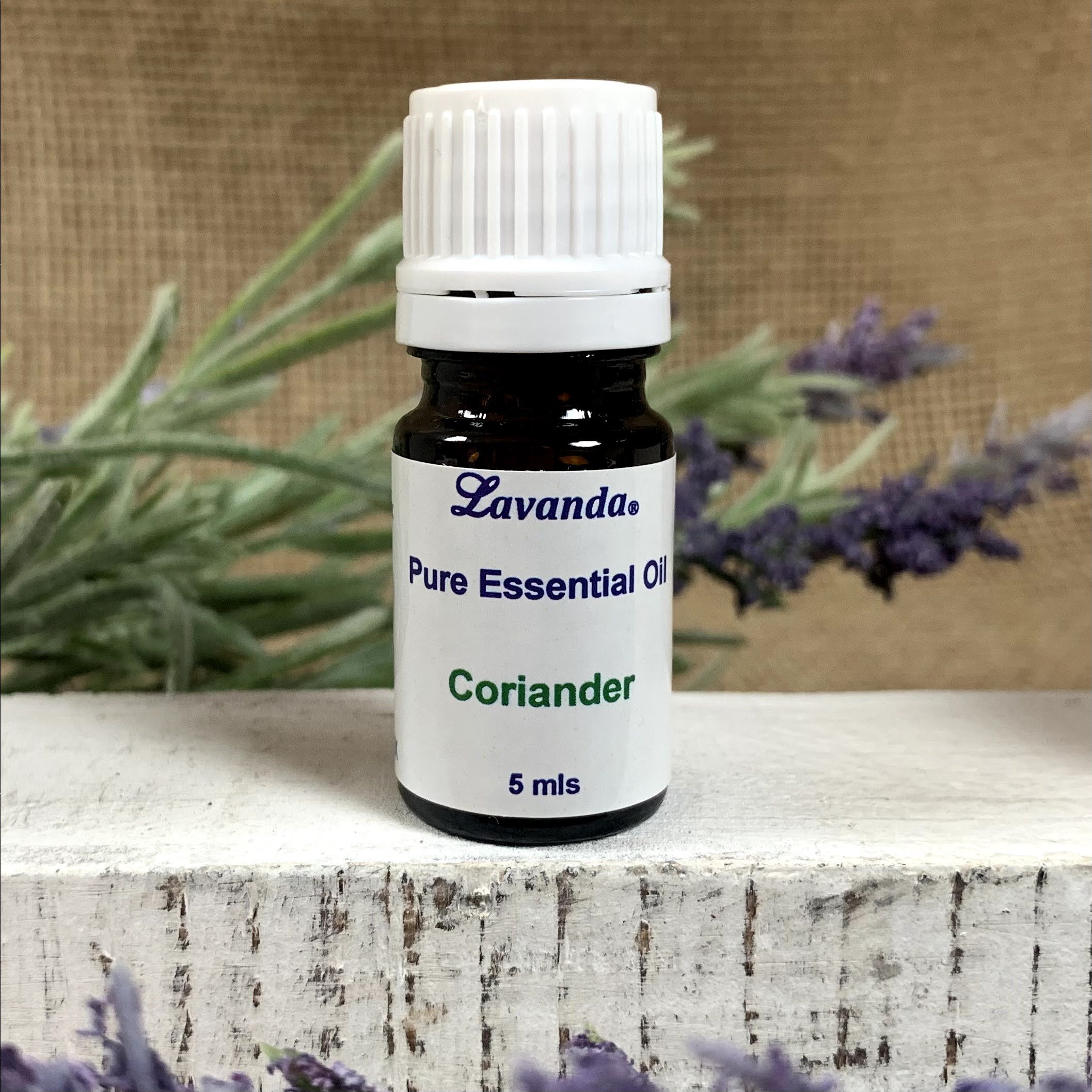 Coriander