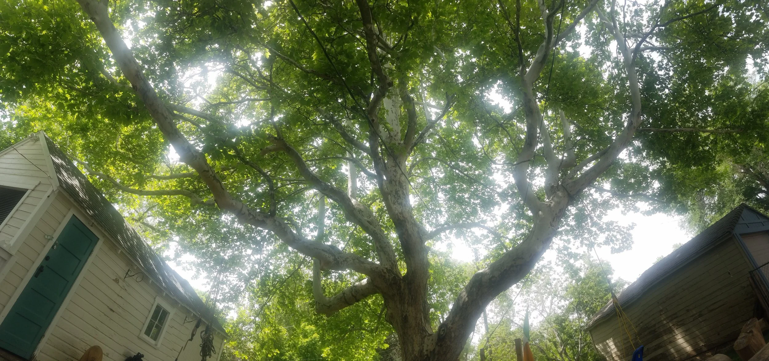 Canopy of a mature American Sycamore located in Ogden's East Bench. Tree is approximately 85 years old.