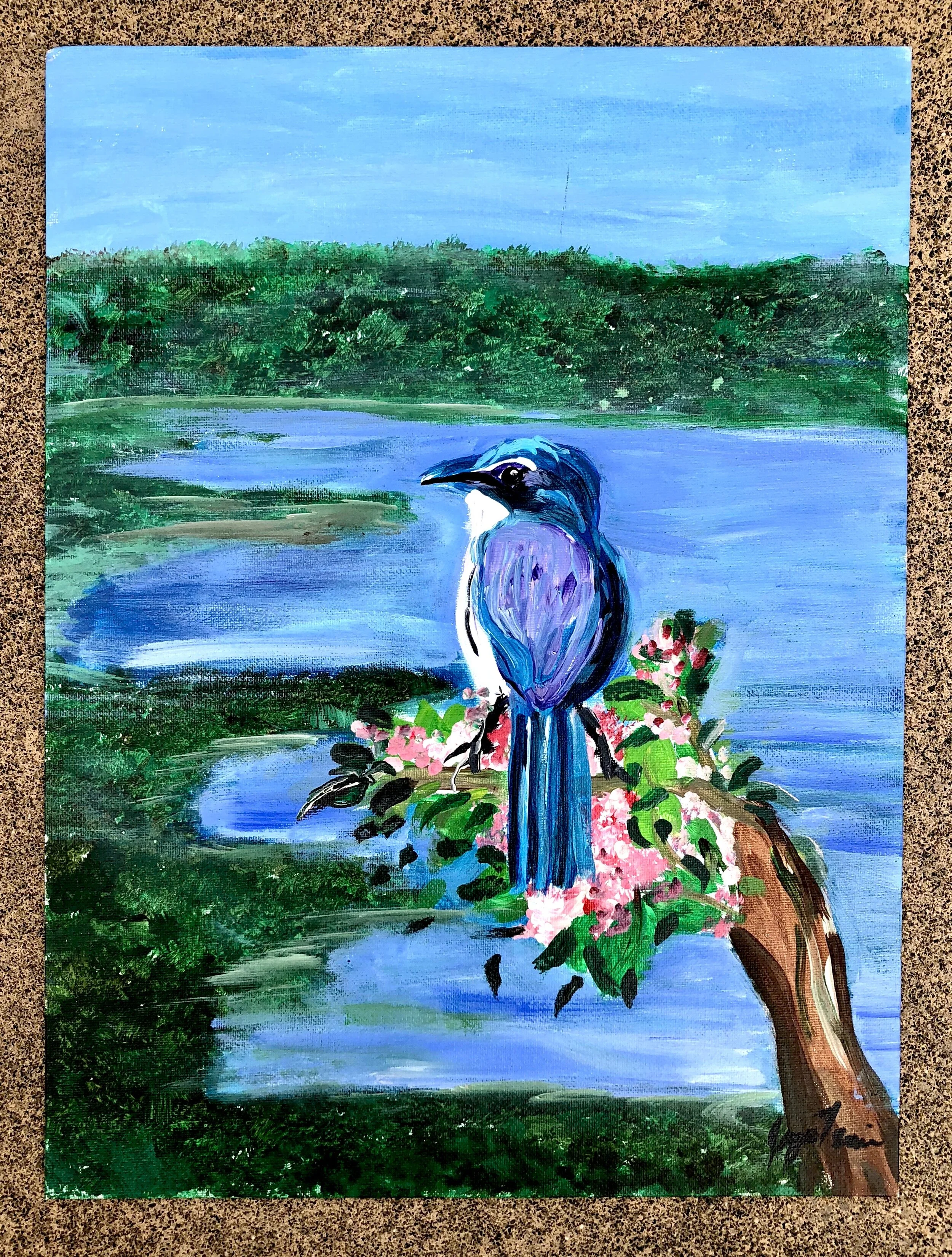 Scrub Jay - Acrylic on Canvas