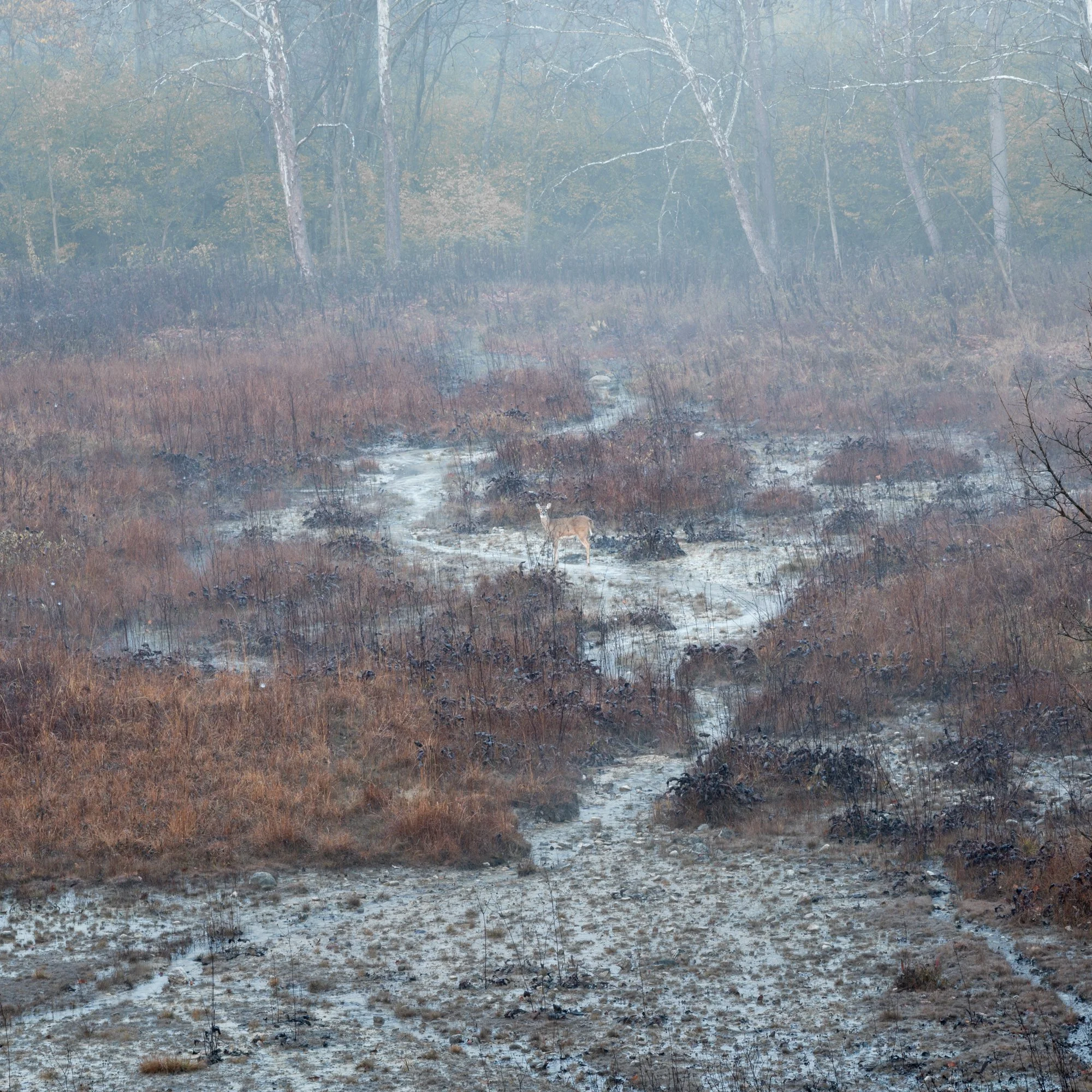 DSC01515.jpg