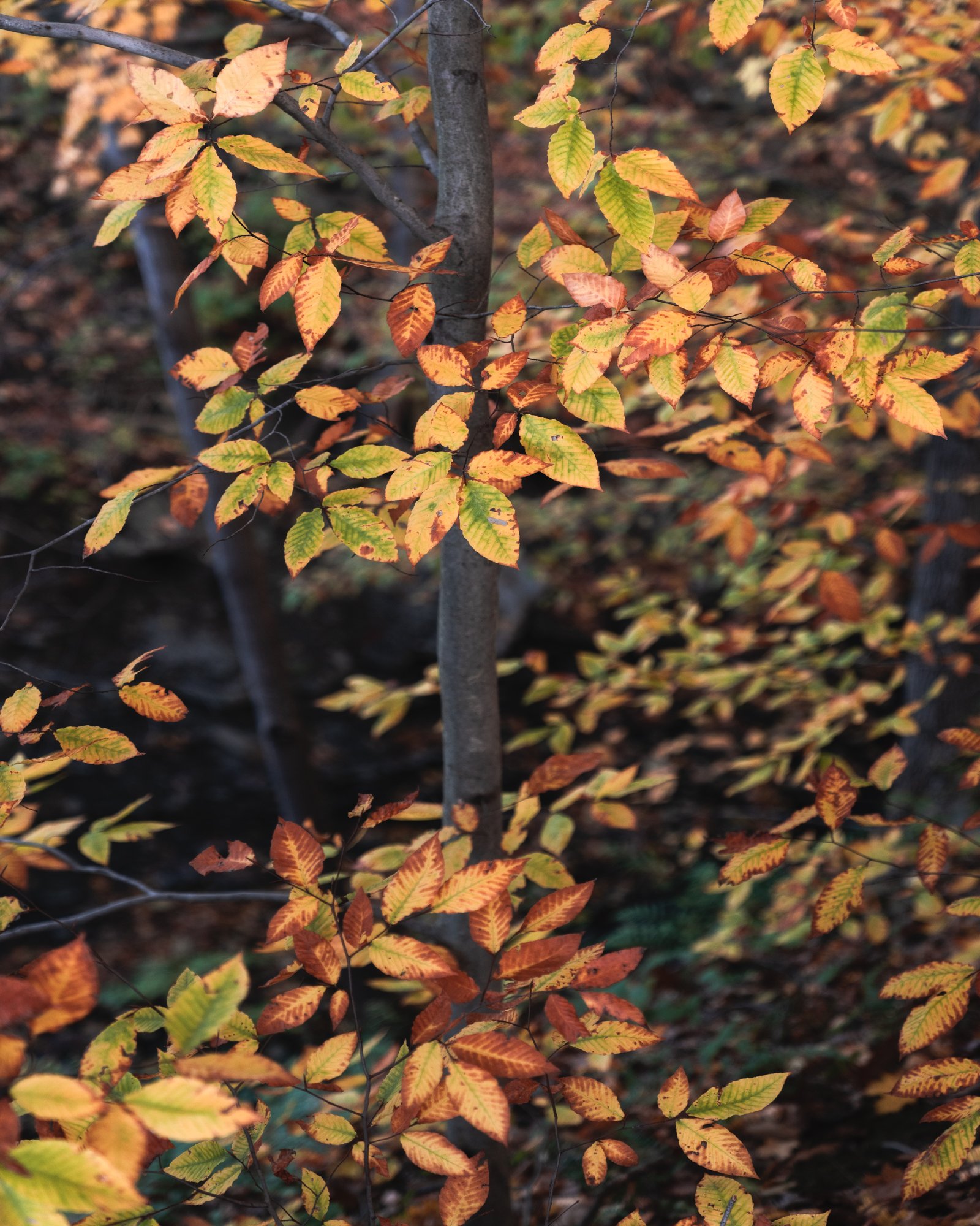DSC02063-Edit-Edit.jpg