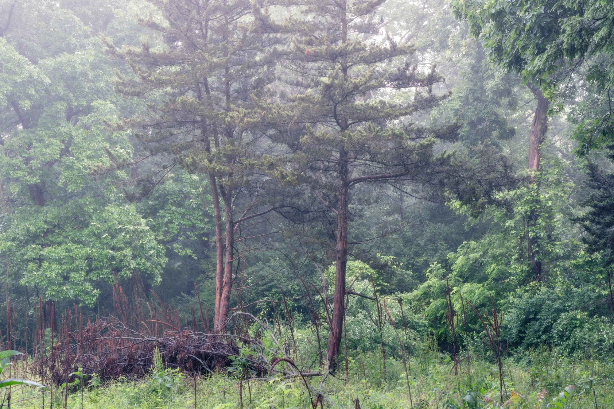 DSC06885-Edit.jpg