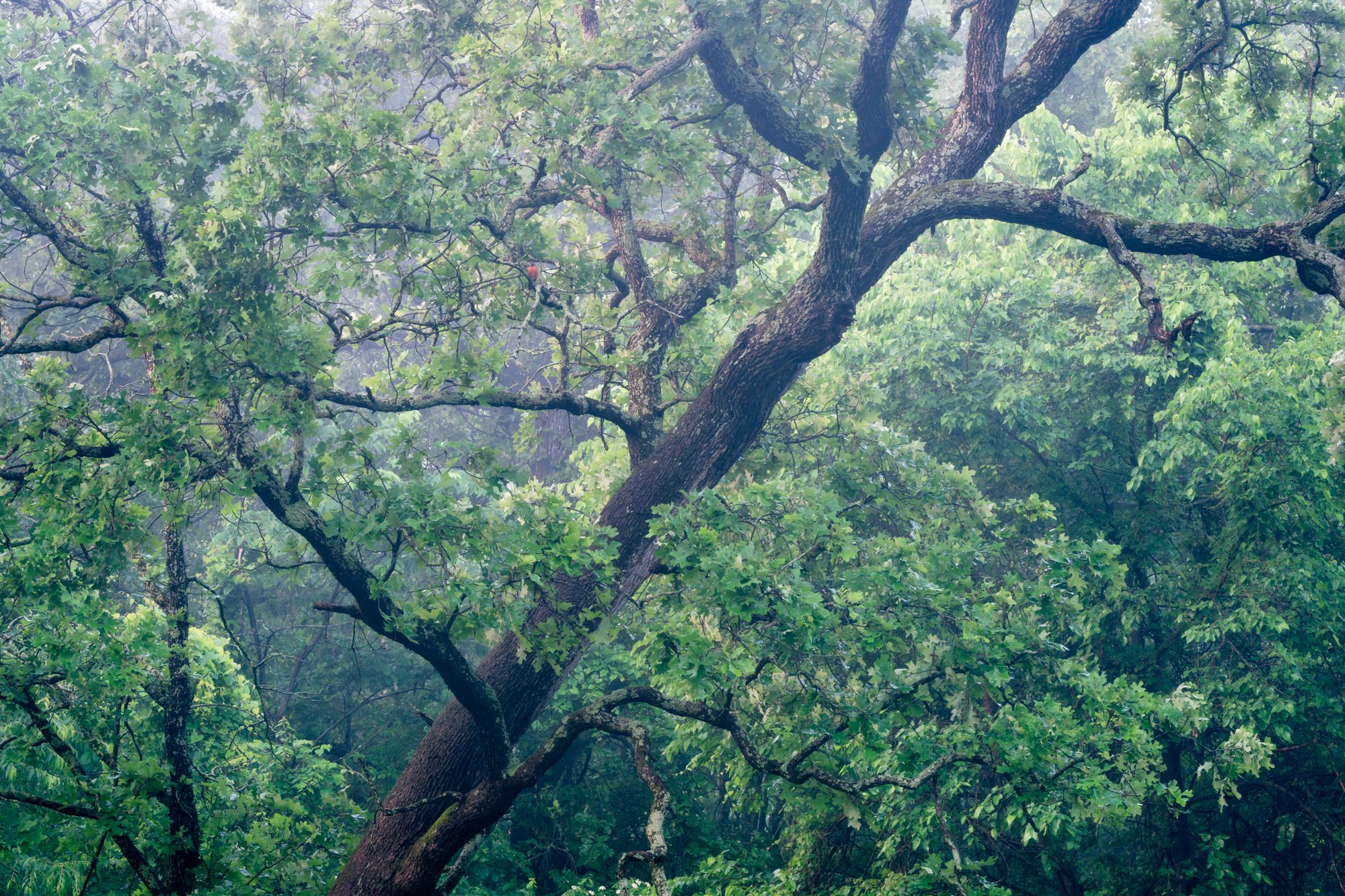DSC06893-Edit.jpg