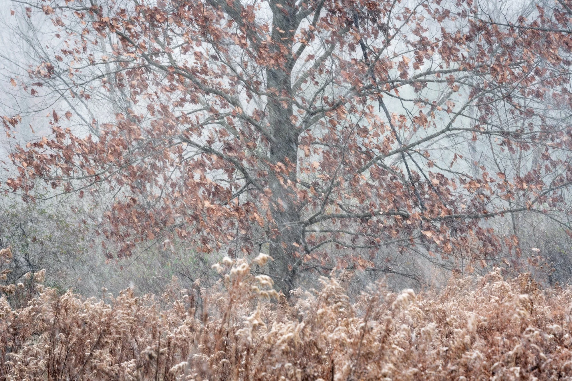 DSC07611-Edit.jpg
