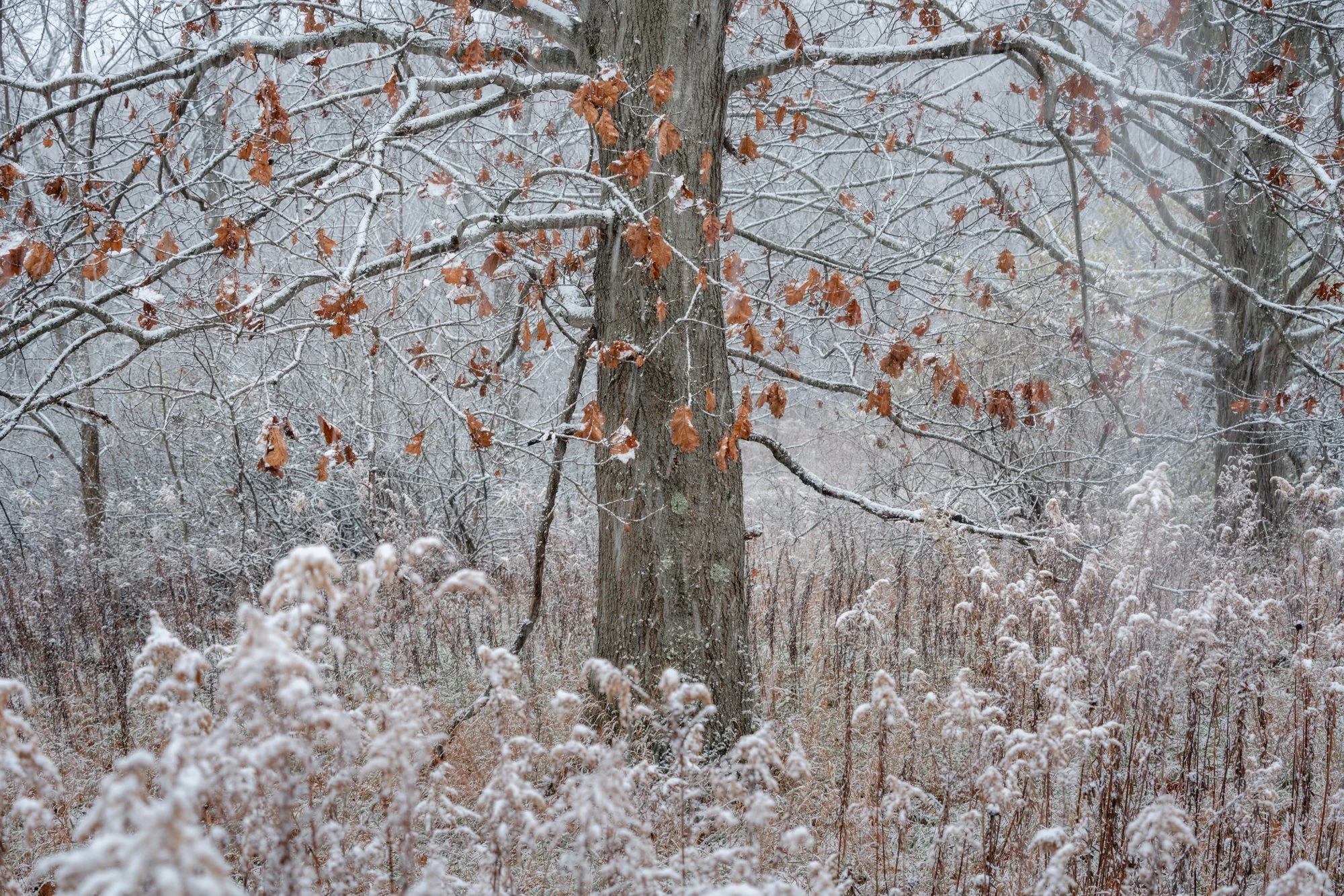 DSC07652-Edit.jpg