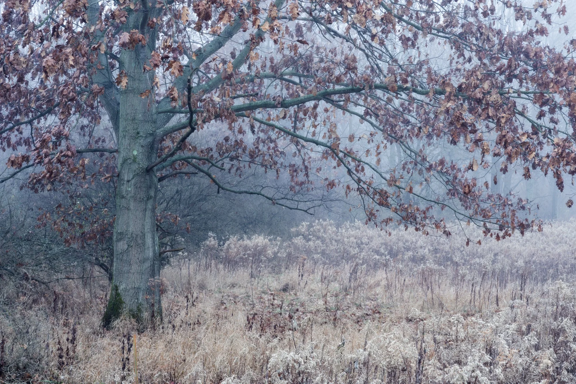 DSC09107-Edit.jpg