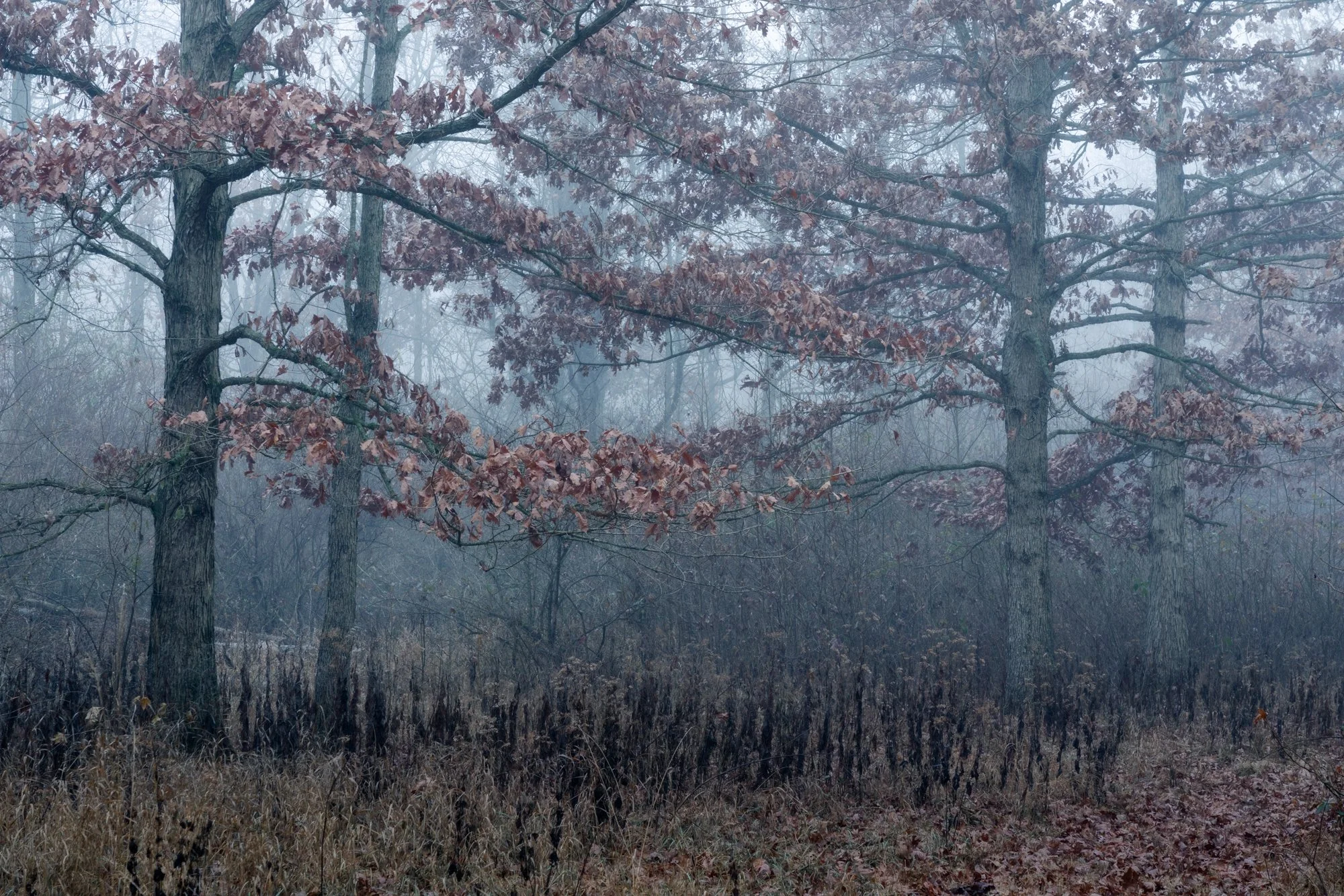 DSC09125-Edit.jpg
