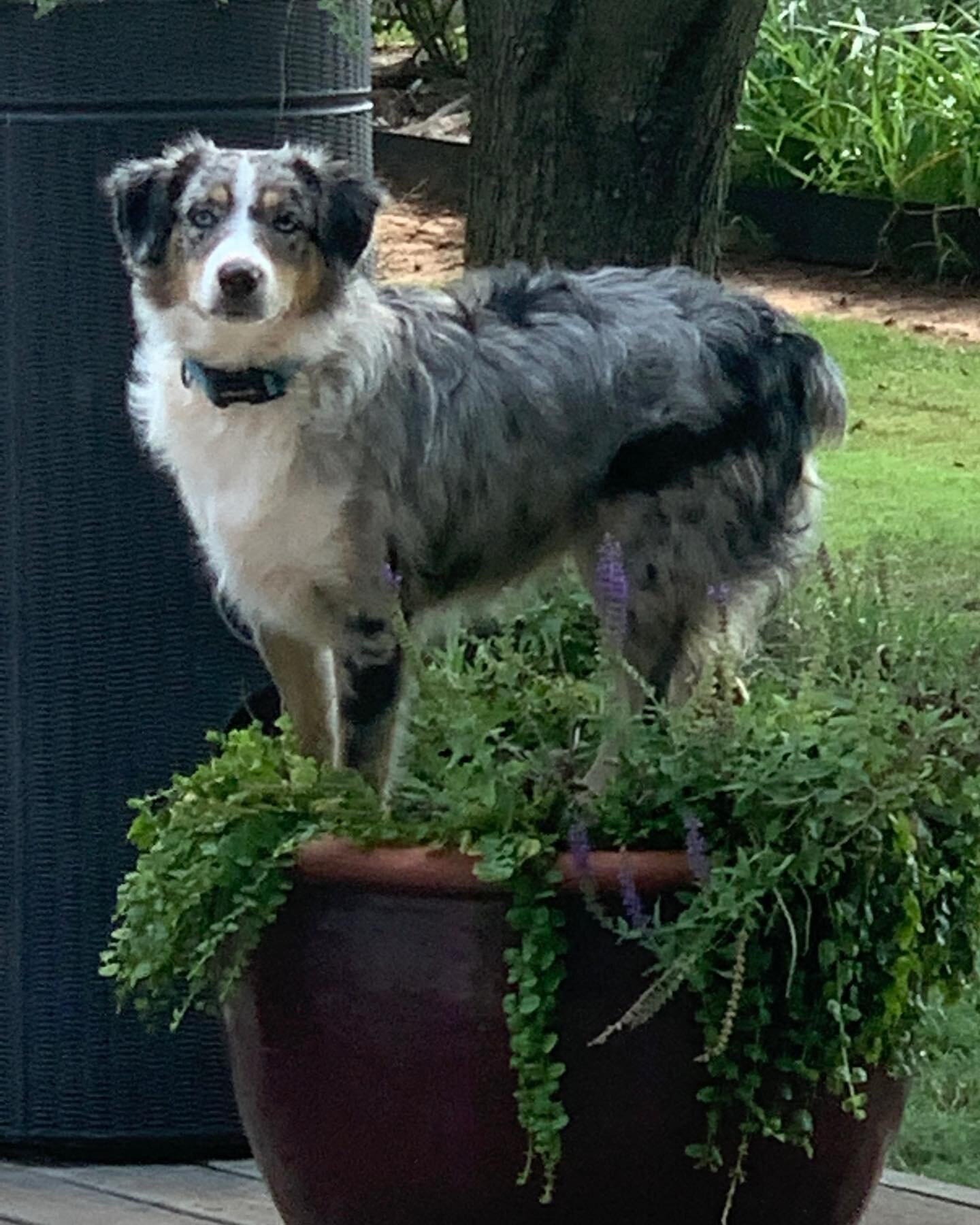 Sidney and my flower pots, ugh!! She likes a view whether on top of patio tables, flower pots, chairs or swings she is always positioning  herself for a better view.