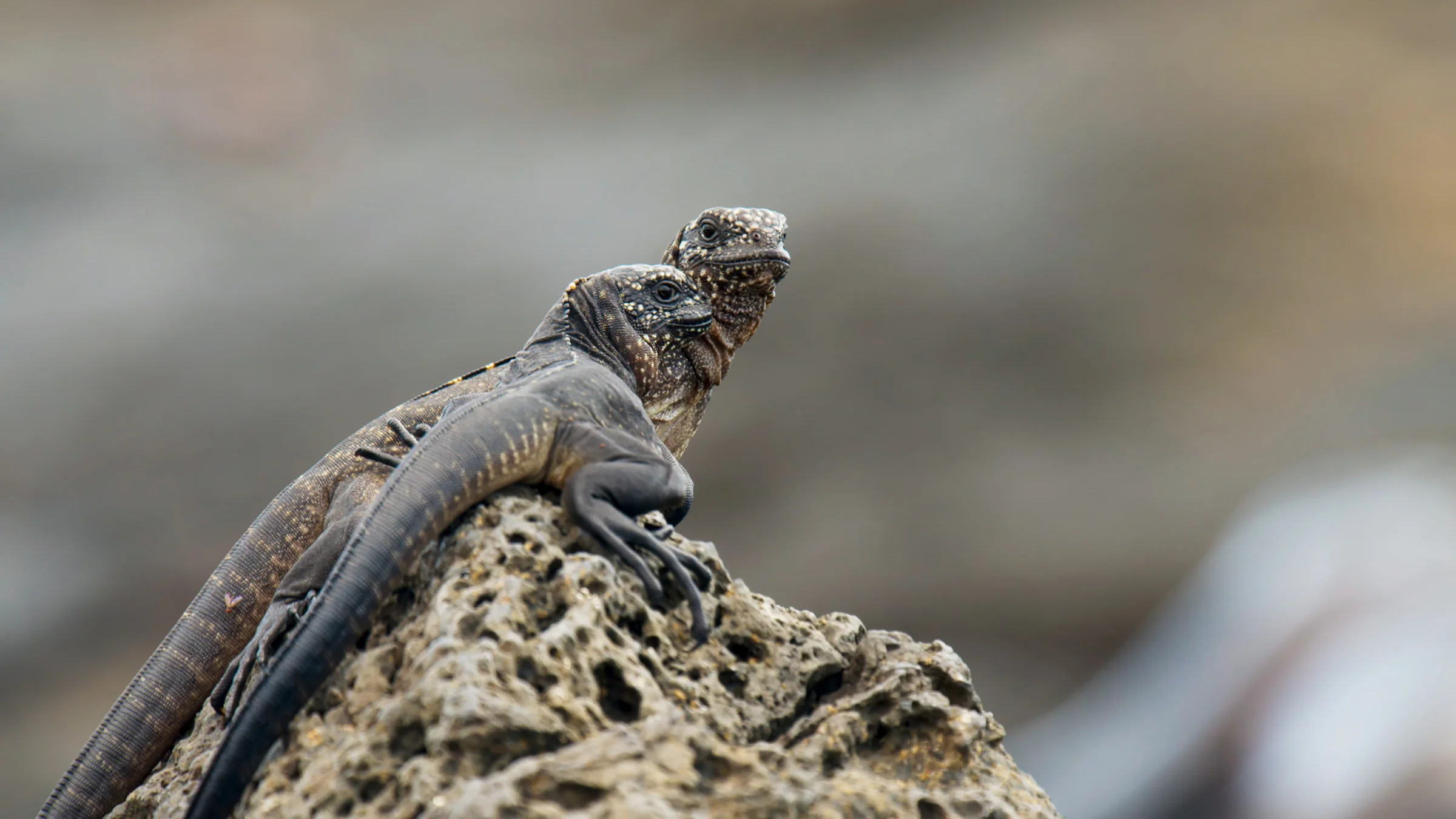 PEII_Islands_Hatchling marine iguanas_Copyright BBC 2016.jpg