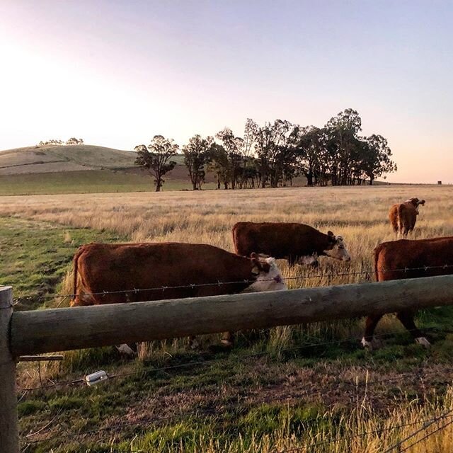 New beautiful additions to The Farm Daylesford ❤️❤️ #thefarmdaylesford #daylesford #cattle #love #farm #thehousesdaylesford