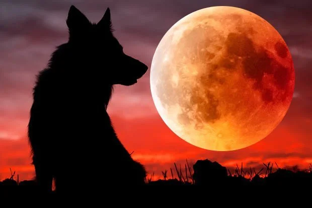 wolf and moon.jpg