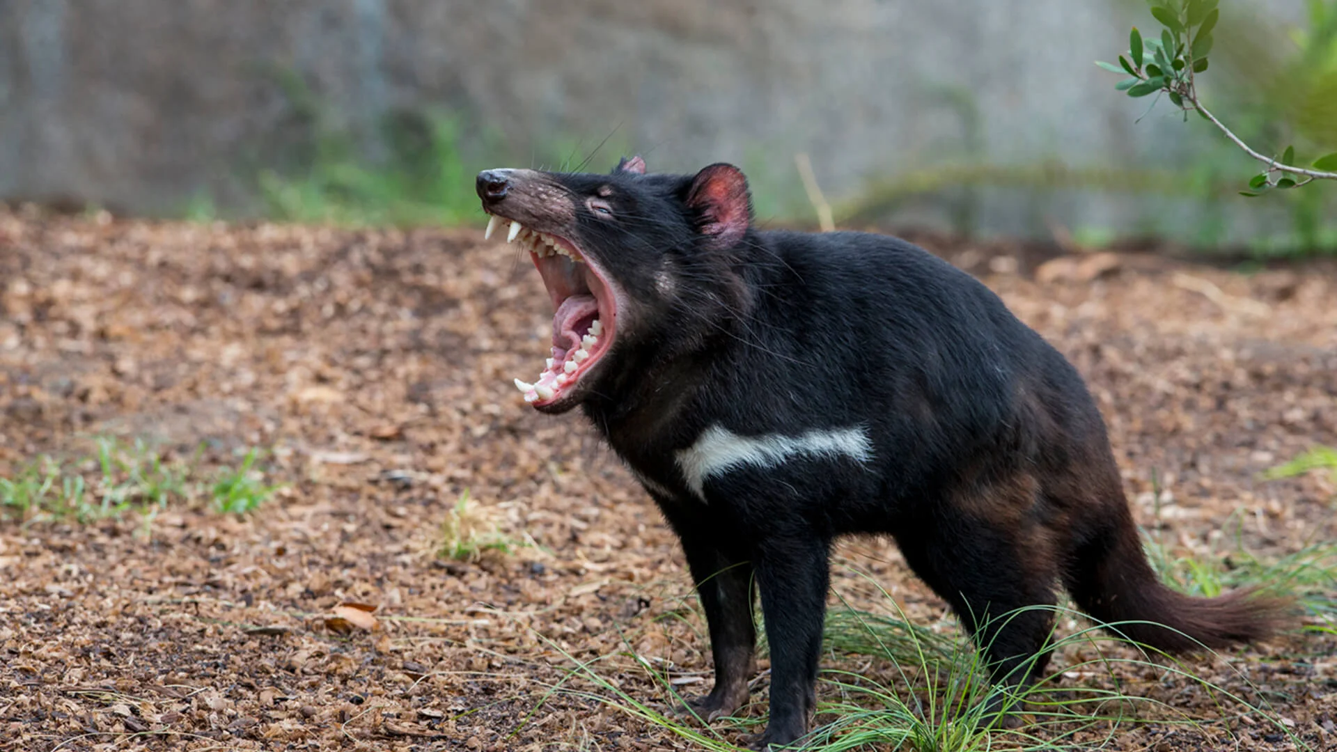 Tasmanian Devil.jpg