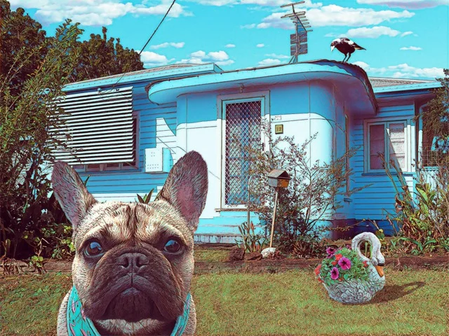 pug blue house.jpeg