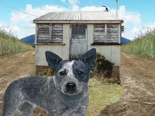 blue heeler 3.jpeg