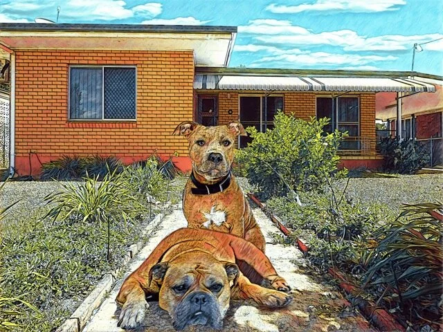 2 brown dogs 2.jpeg