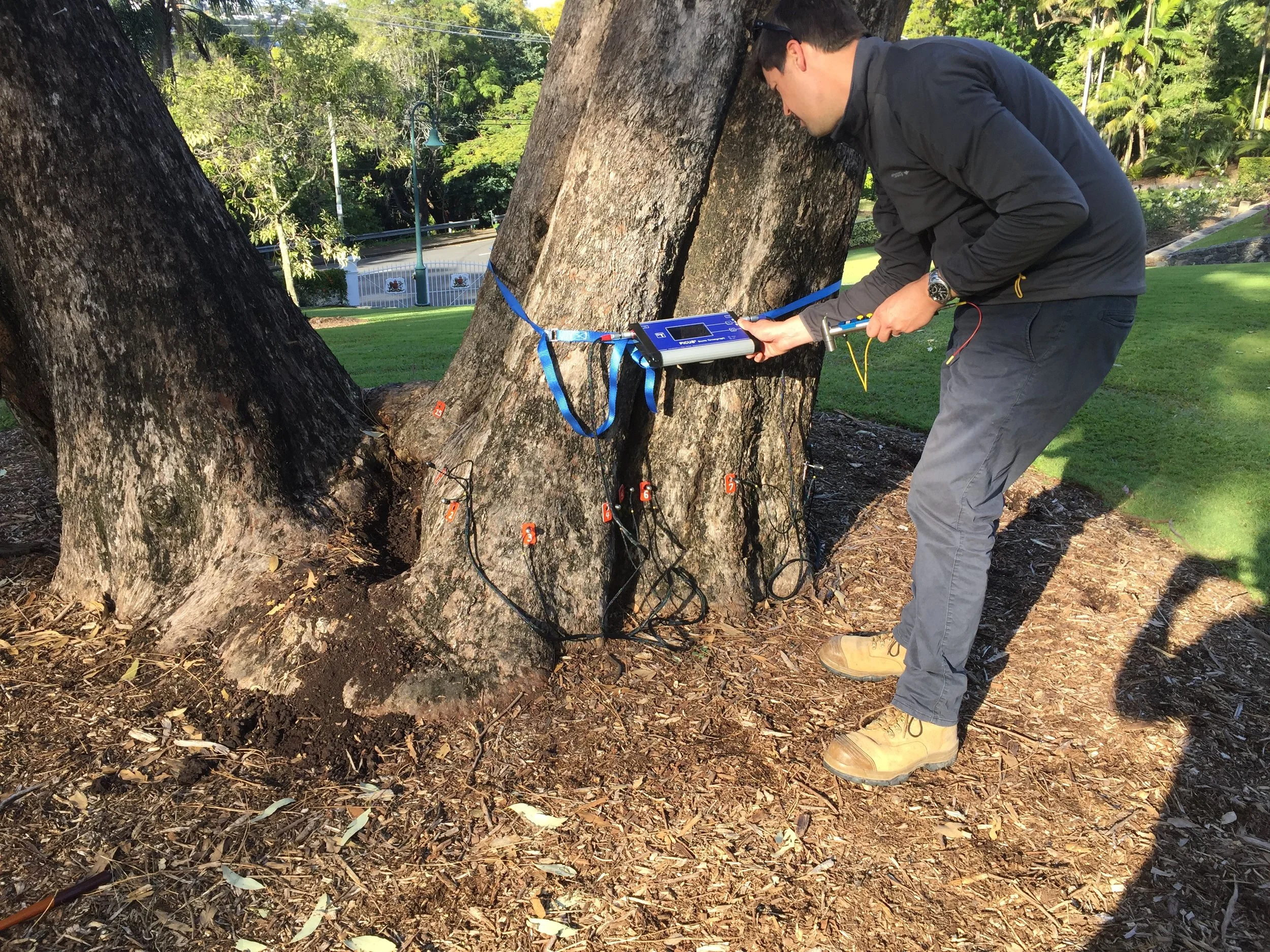 Roger Rankine using a Sonic Tomograph to identify trunk density and decay in a tree at Queensland Government House.