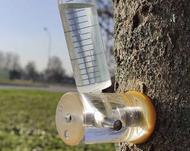 Stem Injection Tree Independent Arboricultural Services - Brisbane's Expert Arborists