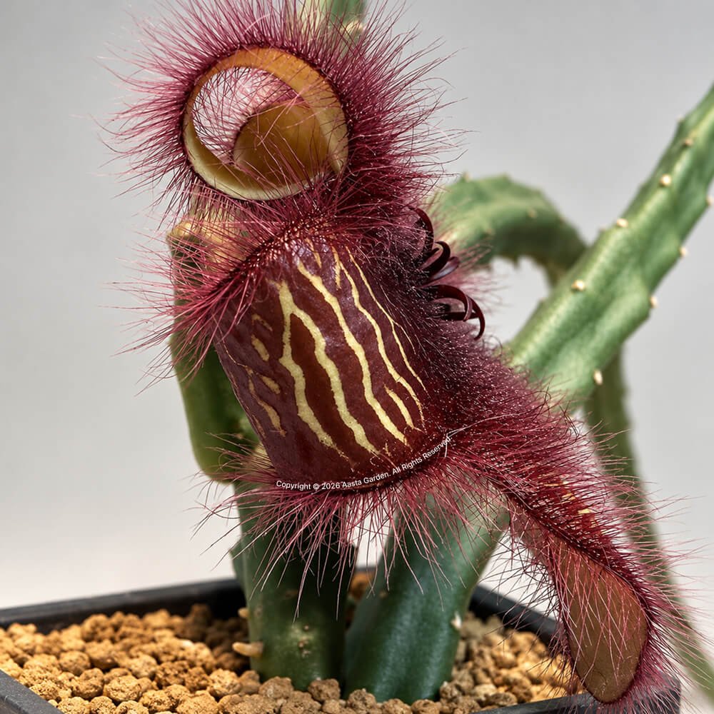 Stapelia hirsuta E 3.jpg