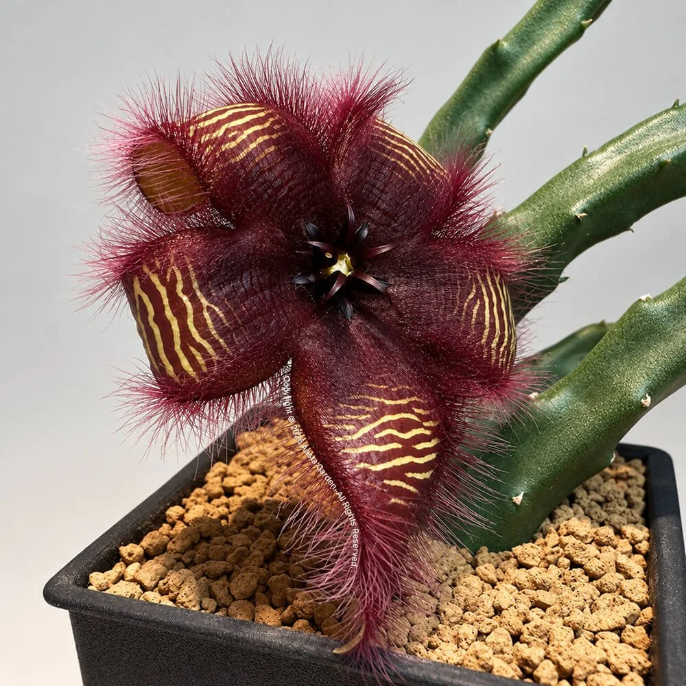 Stapelia hirsuta E 2.jpg