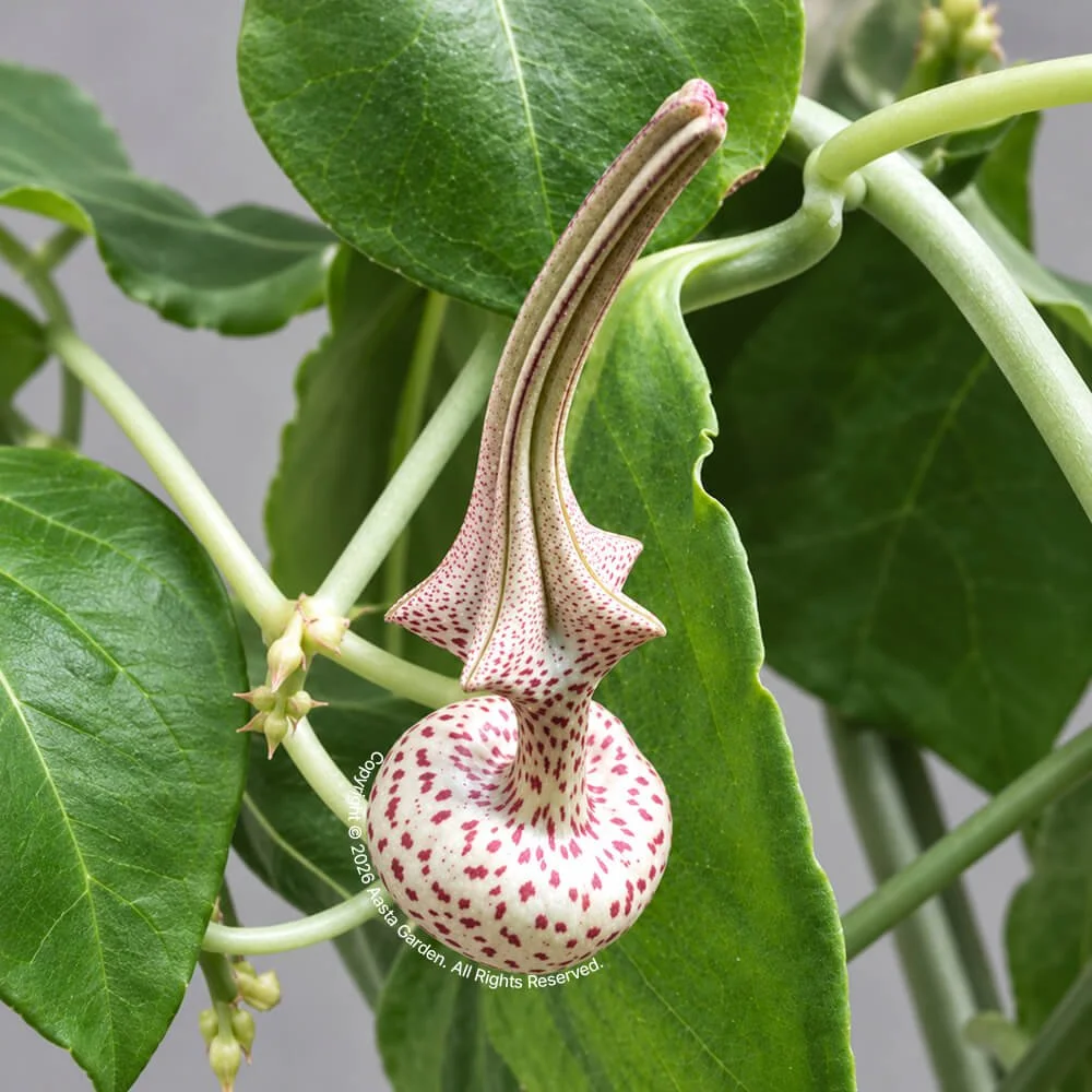 Ceropegia albisepta var. robynsiana02.jpg