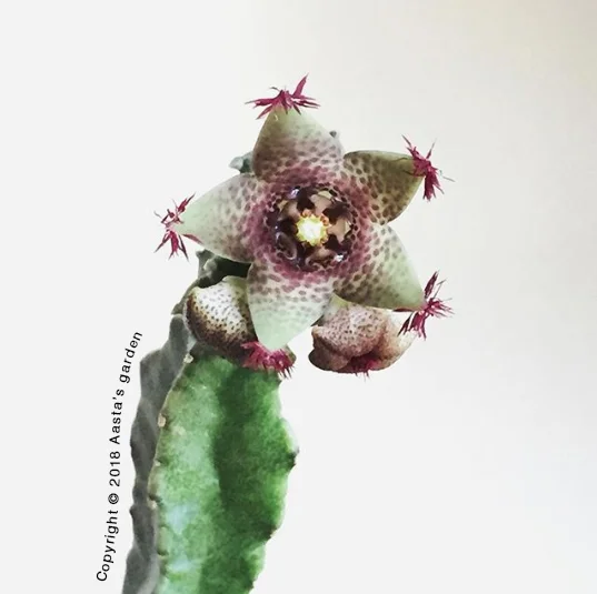 Caralluma hexagona Lavranos
