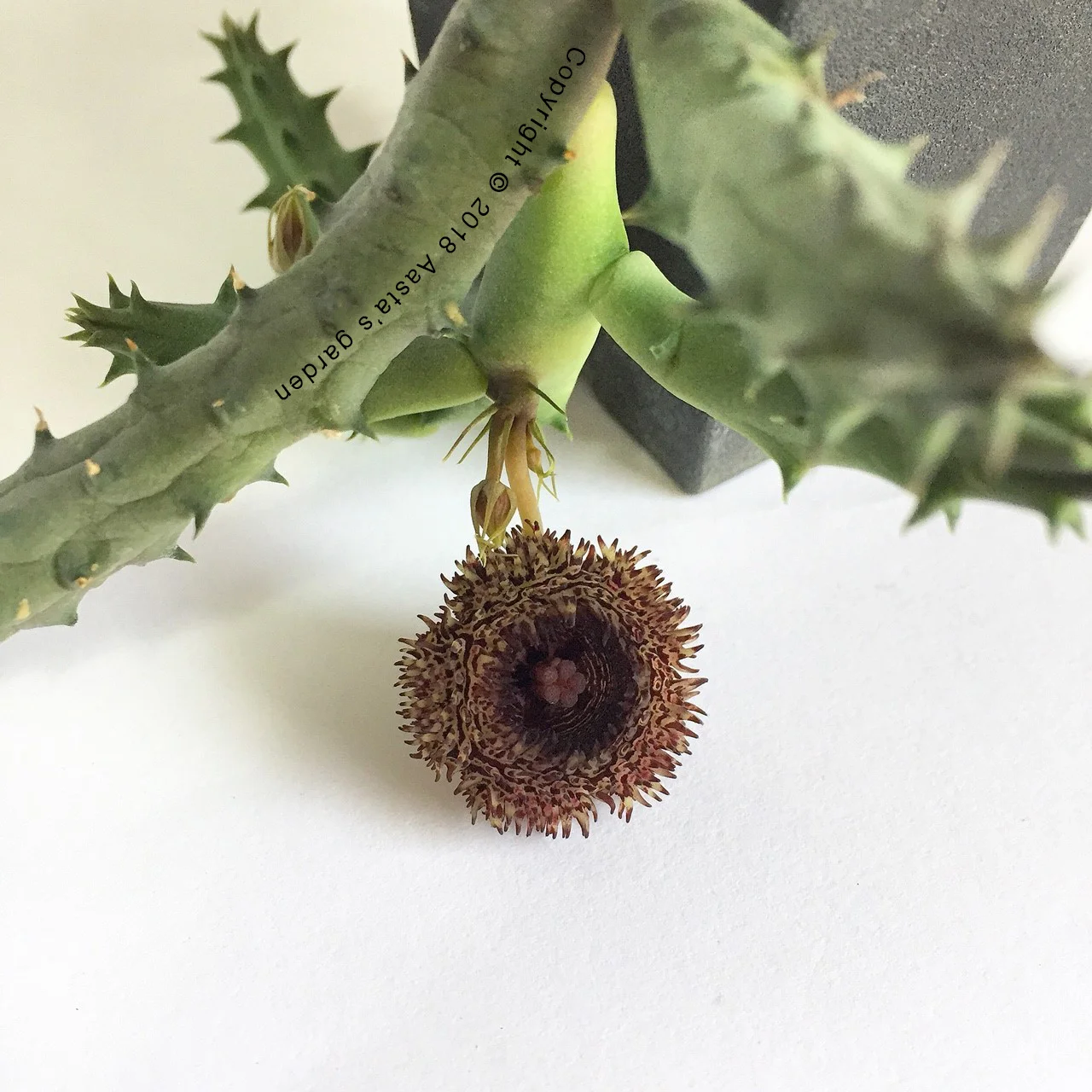 AG.點美閣Huernia hystrix02.jpg