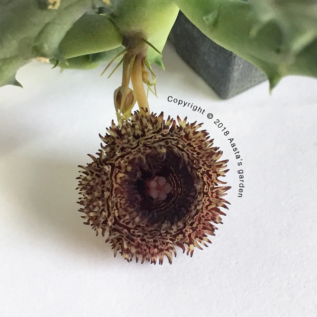 Huernia hystrix