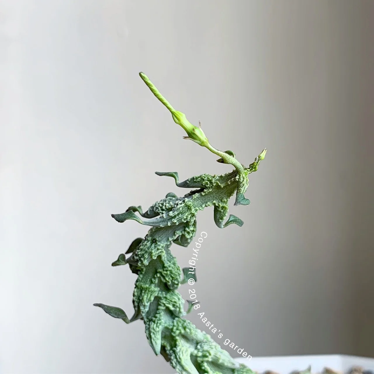 Ceropegia simoneae Green Bizarre Form03 拷貝.jpg