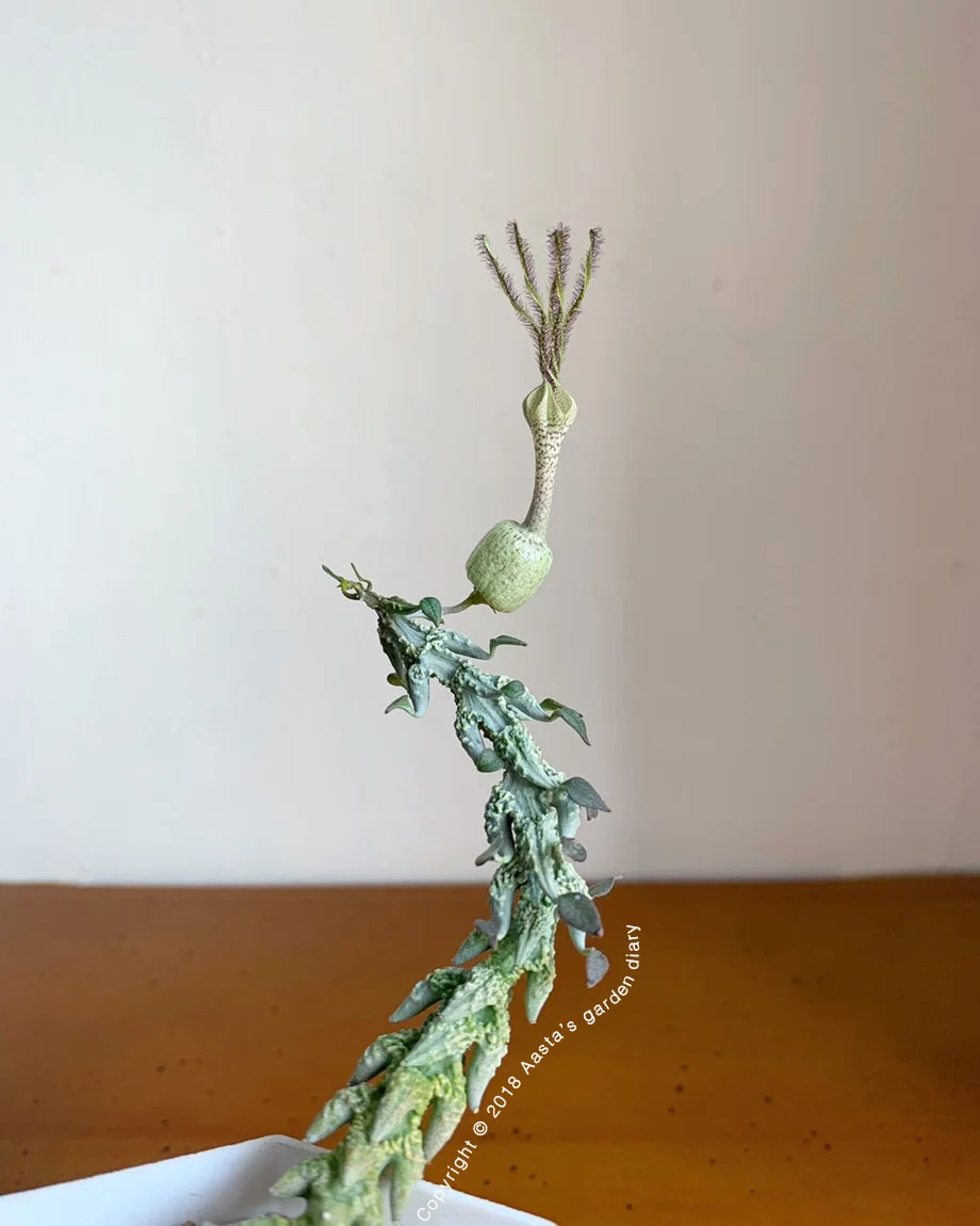 Ceropegia simoneae Green Bizarre Form05.jpg