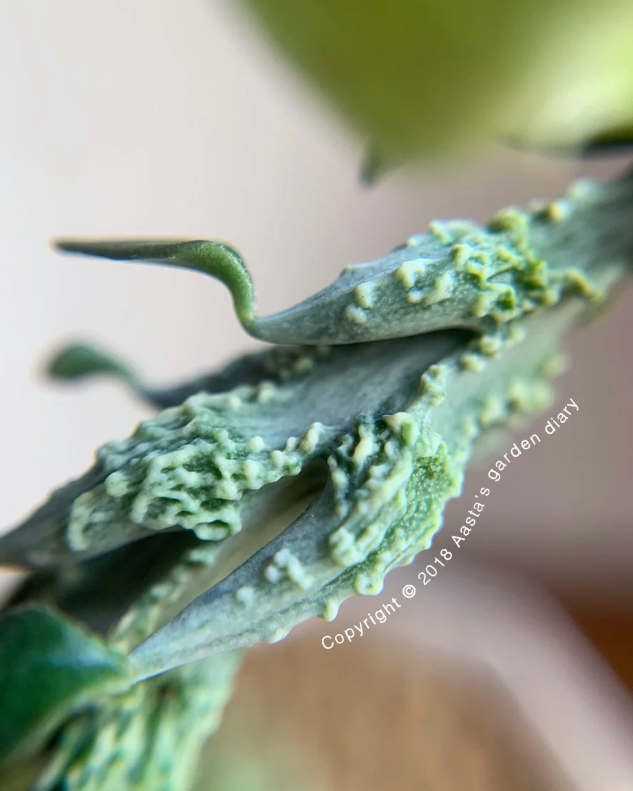 Ceropegia simoneae Green Bizarre Form07.jpg