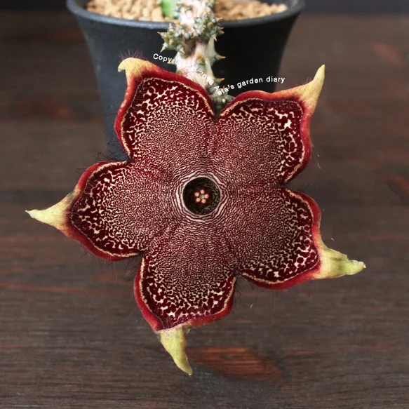 Edithcolea grandis