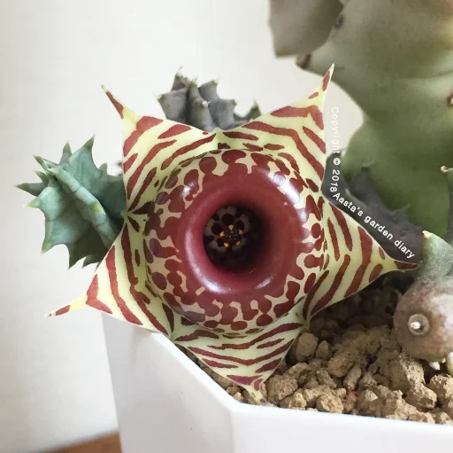 Huernia zebrina