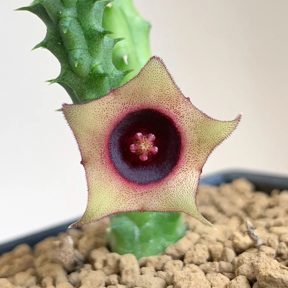 Huernia schneideriana (B)