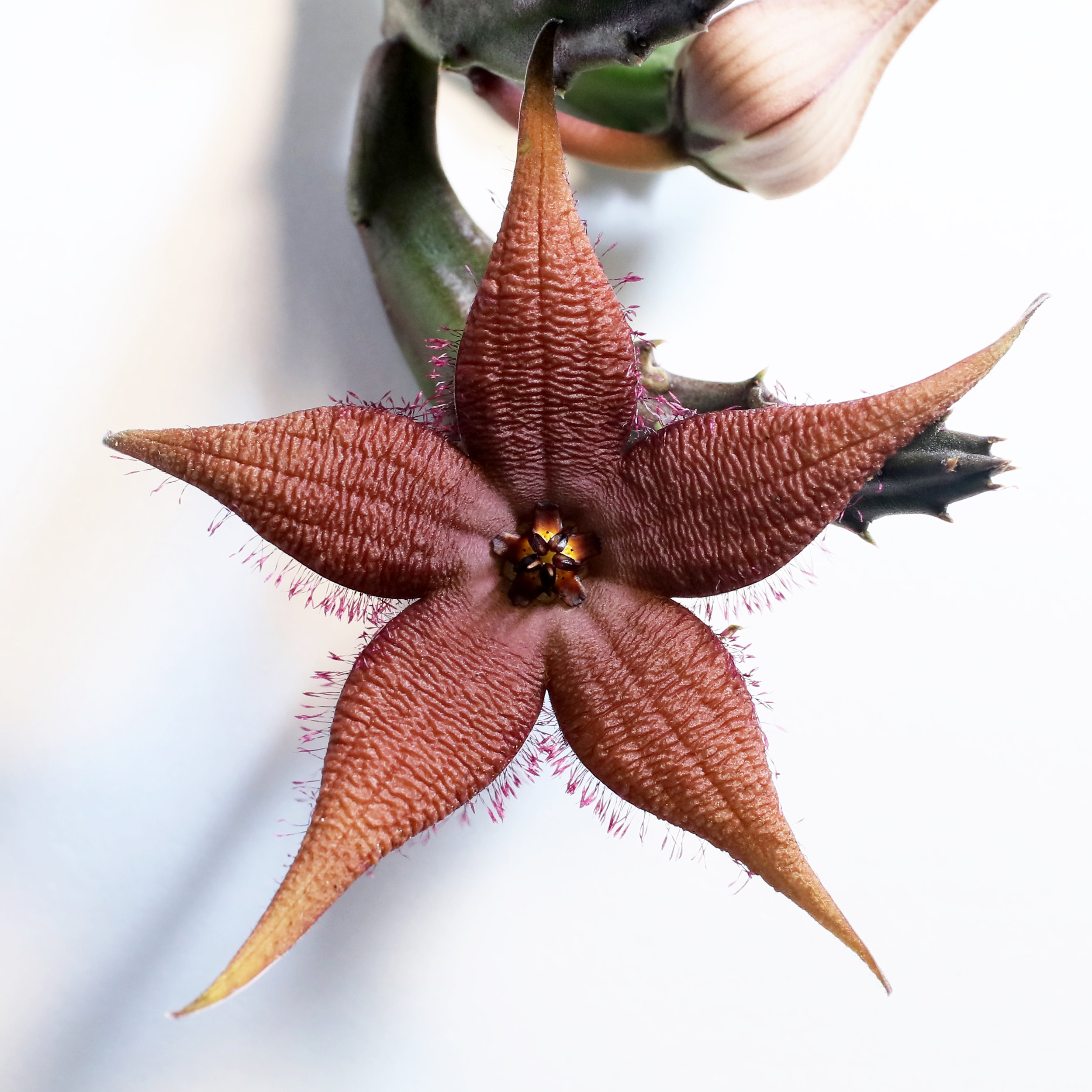 Stapelia schinzii v. angolensis