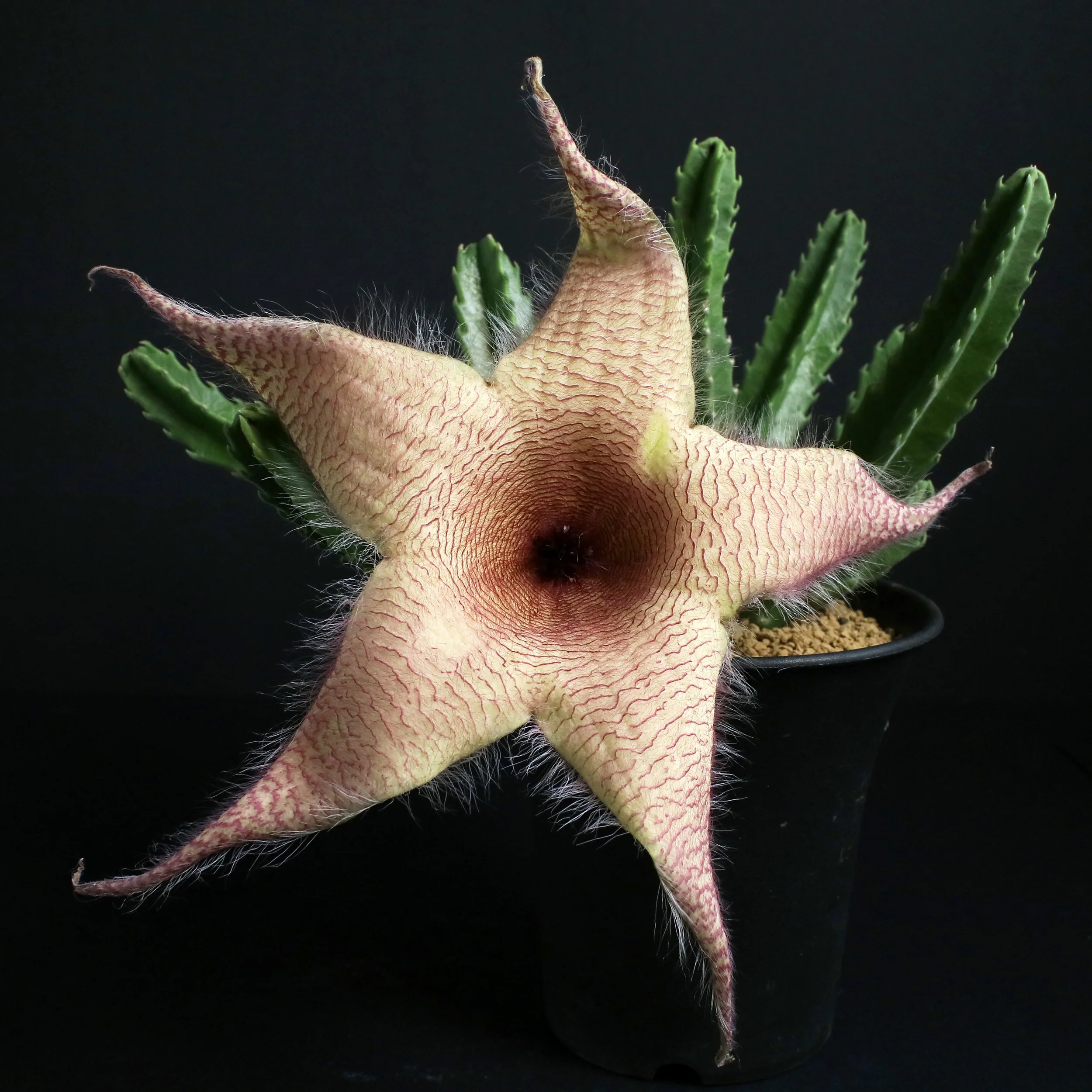 Stapelia gigantea