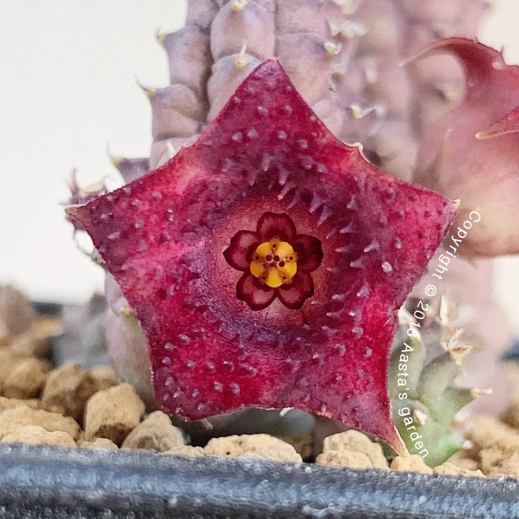 Huernia hyb. - 'Sakura'