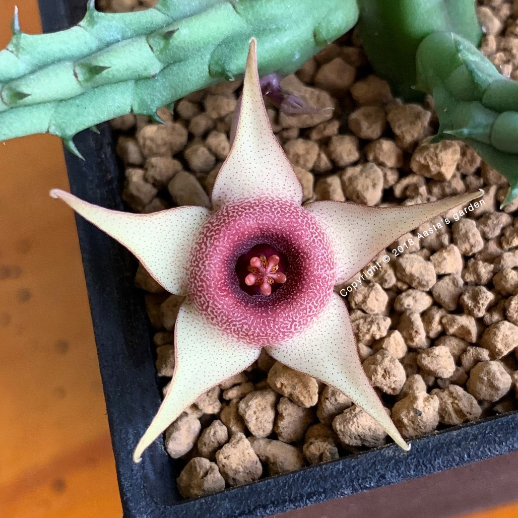 Huernia procumbens x Huernia concinna