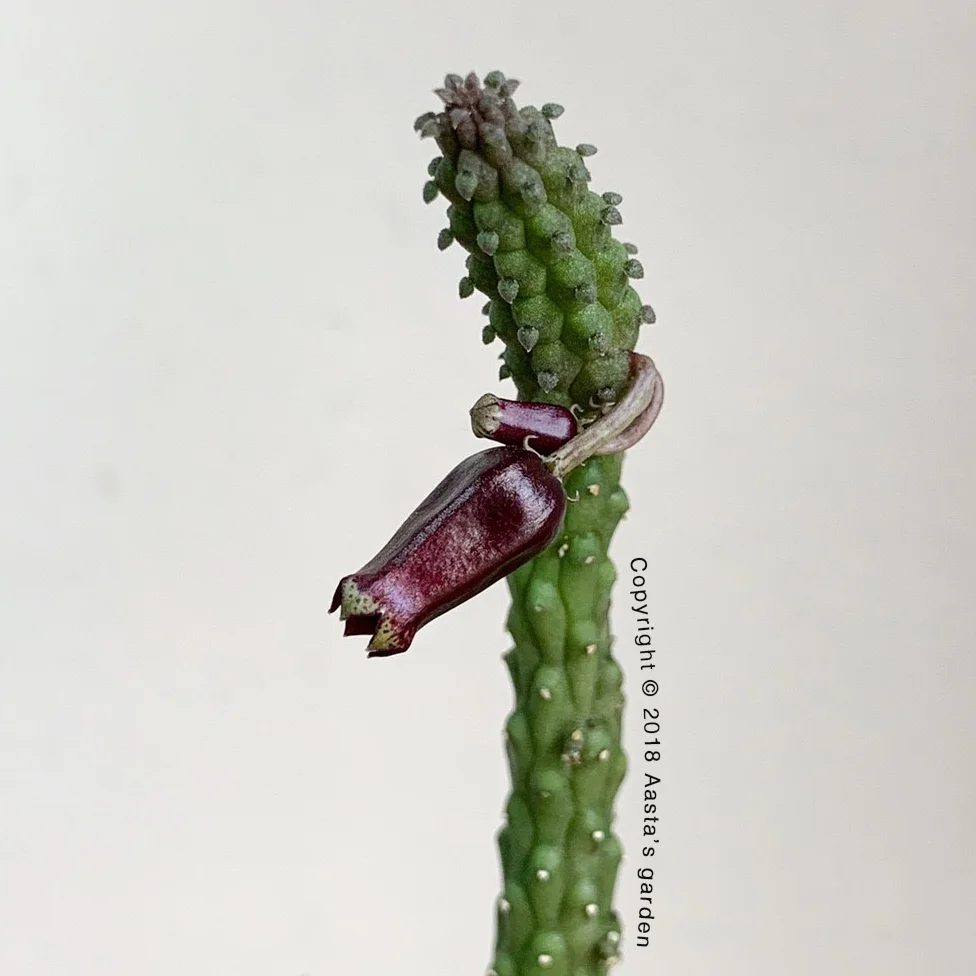 Echidnopsis ericiflora Zeno